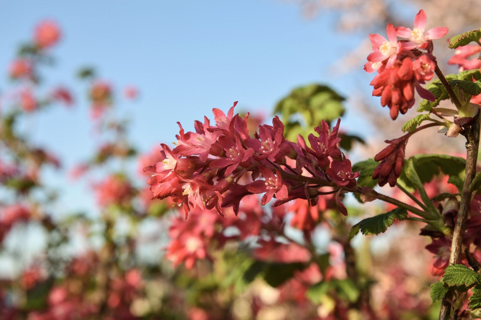Nikon D7200 sample photo. Spring, flowers, currant photography