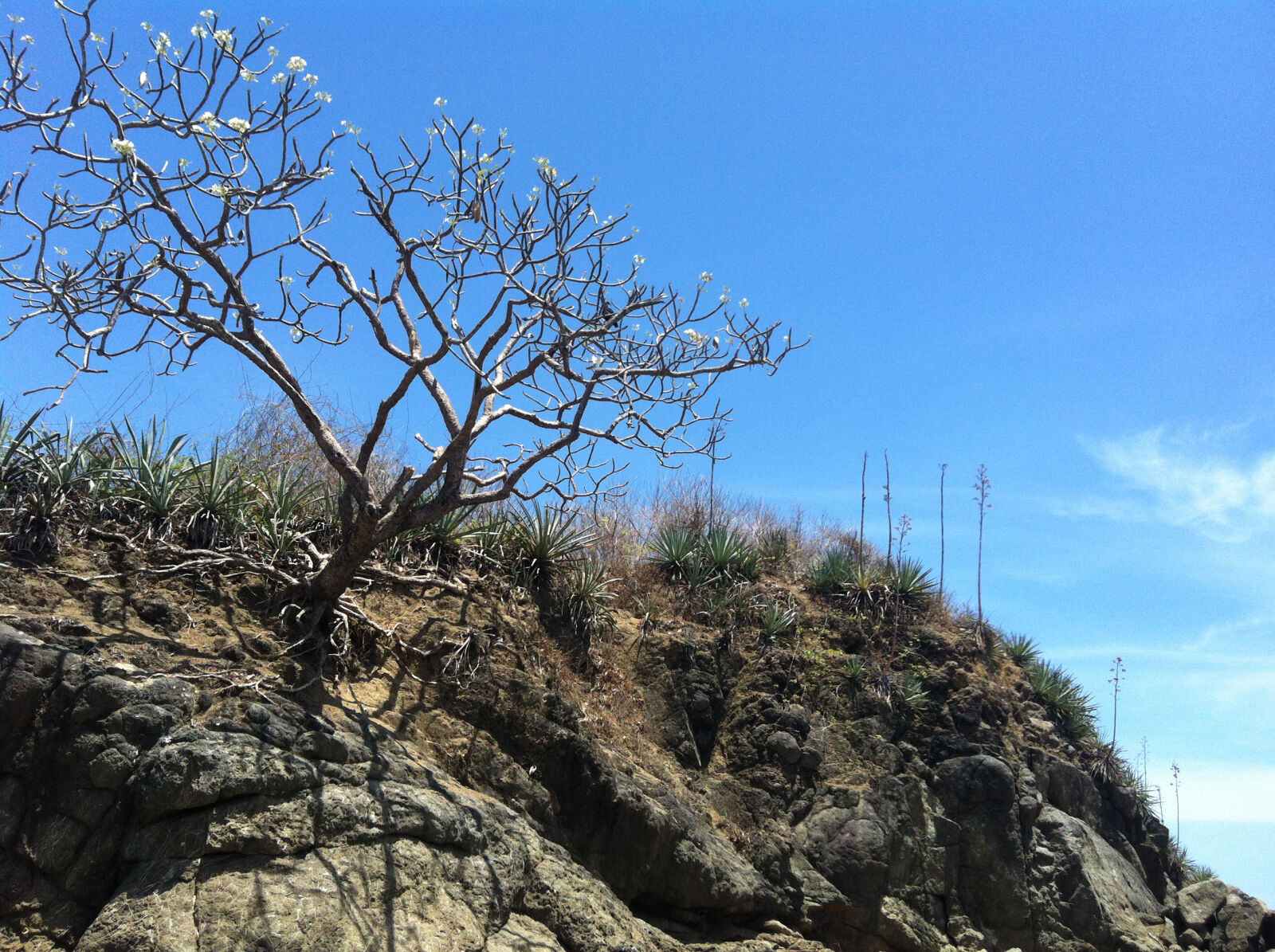 Apple iPhone 4 sample photo. Beach, rocks, tree photography