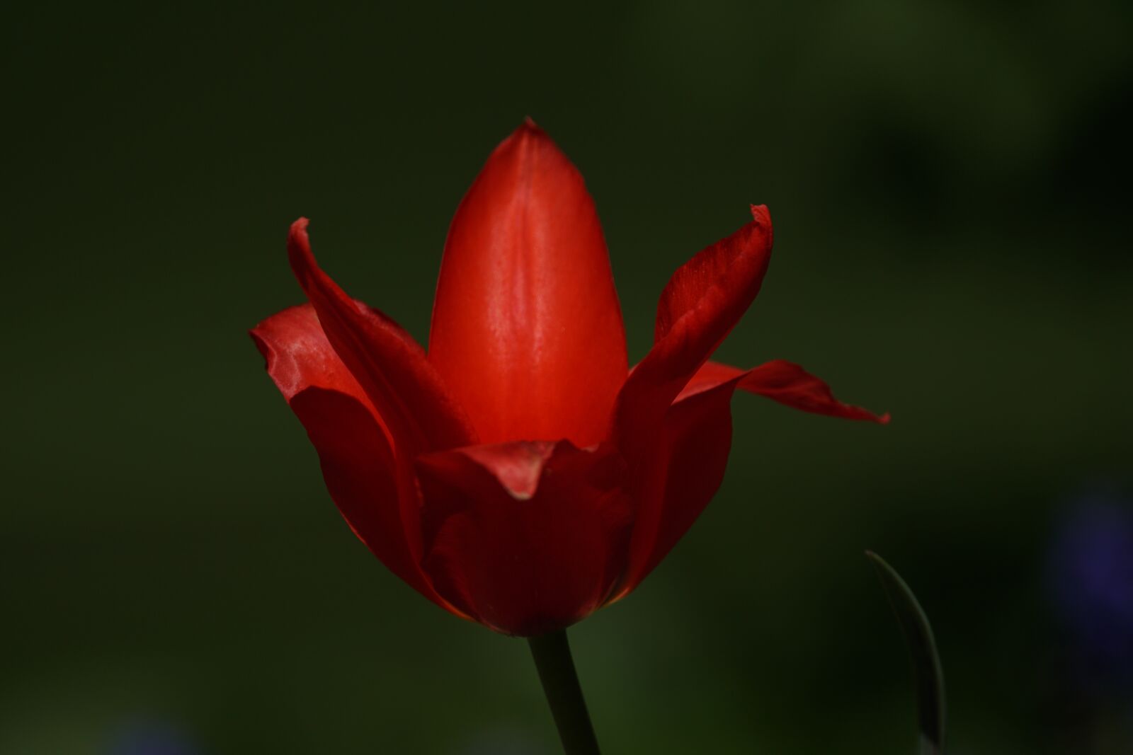 150-600mm F5-6.3 DG OS HSM | Contemporary 015 sample photo. Spring, blossom, bloom photography