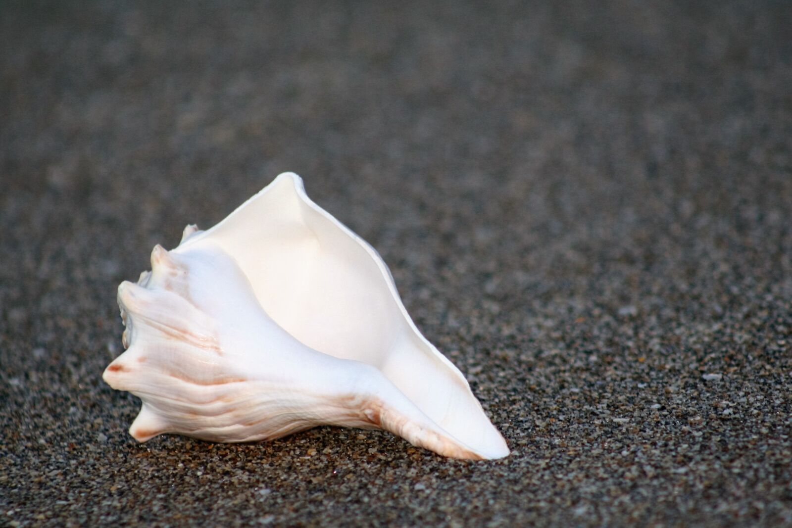Canon EOS 20D sample photo. Shell, beach, sand photography