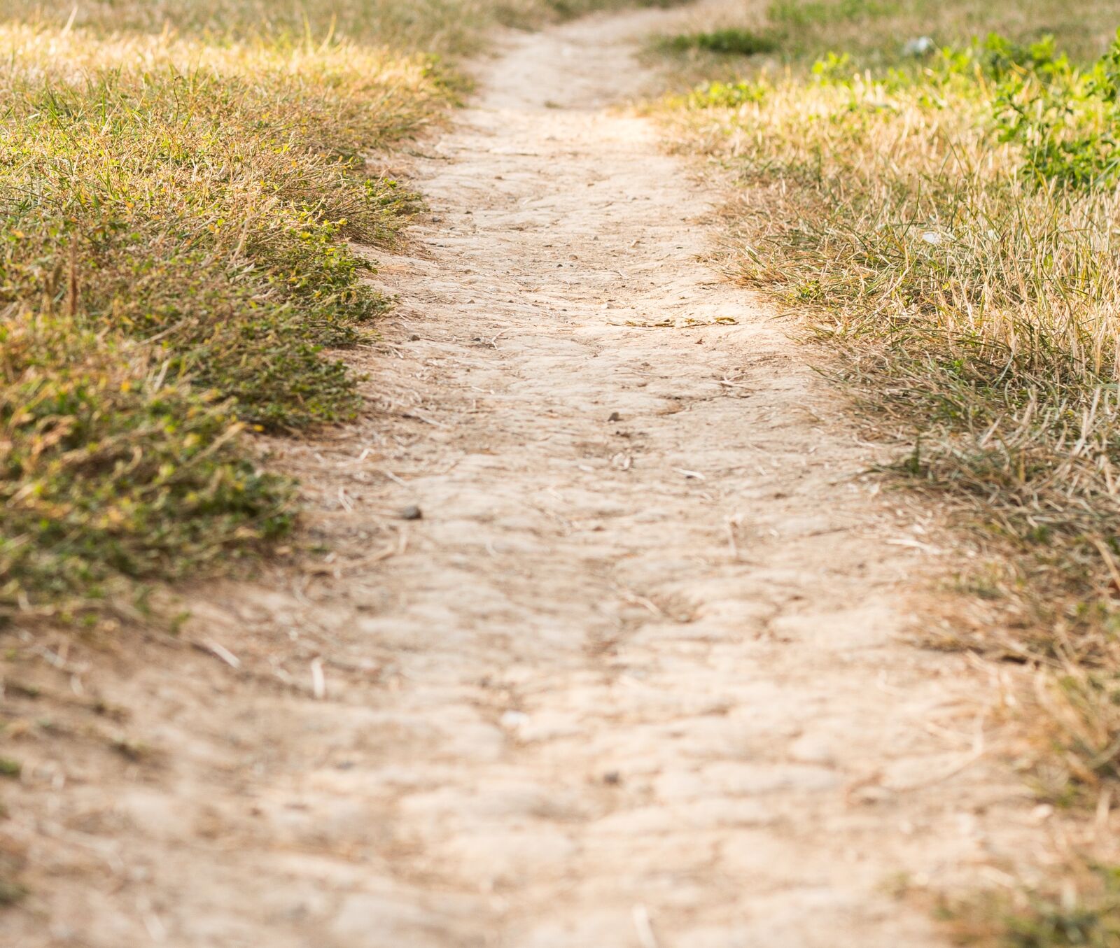 Canon EOS 700D (EOS Rebel T5i / EOS Kiss X7i) + Canon EF 50mm F1.8 STM sample photo. Path, dusty road, dust photography