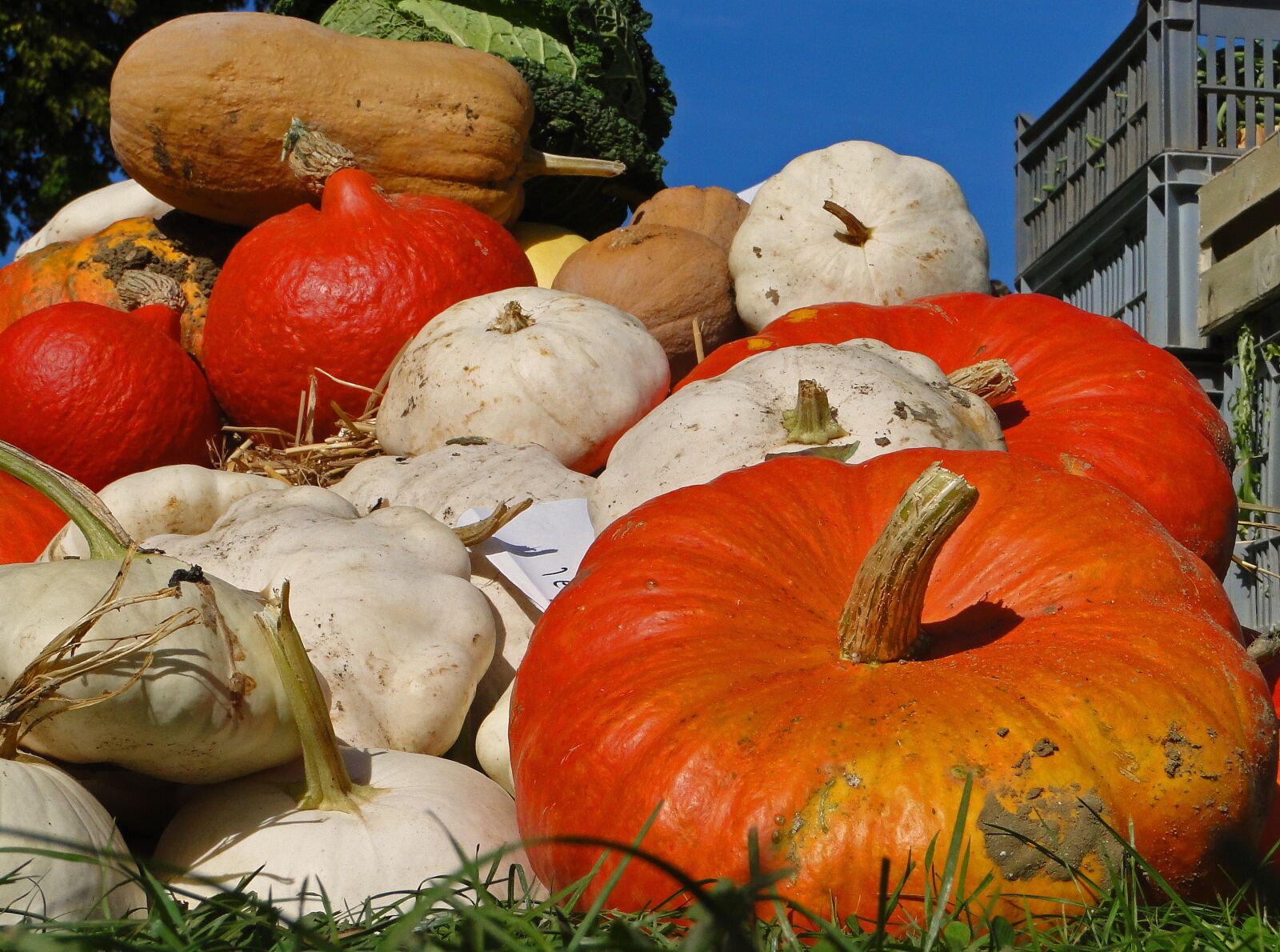 Sony Cyber-shot DSC-HX1 sample photo. Pumpkin, vegetables, colors photography