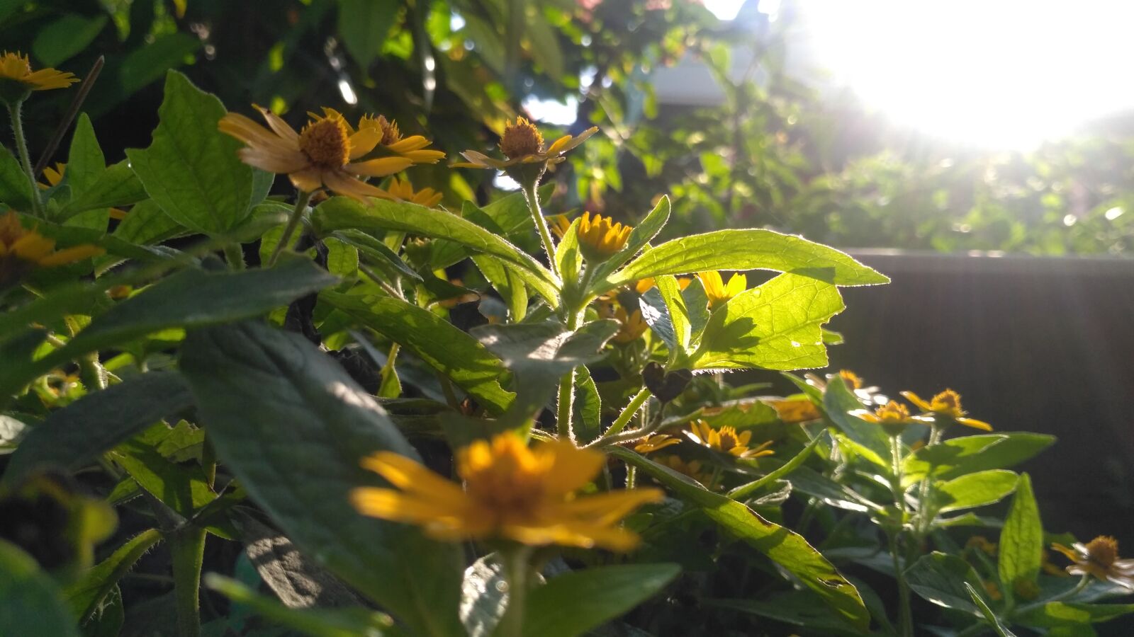 Xiaomi Redmi 3X sample photo. Early, morning photography