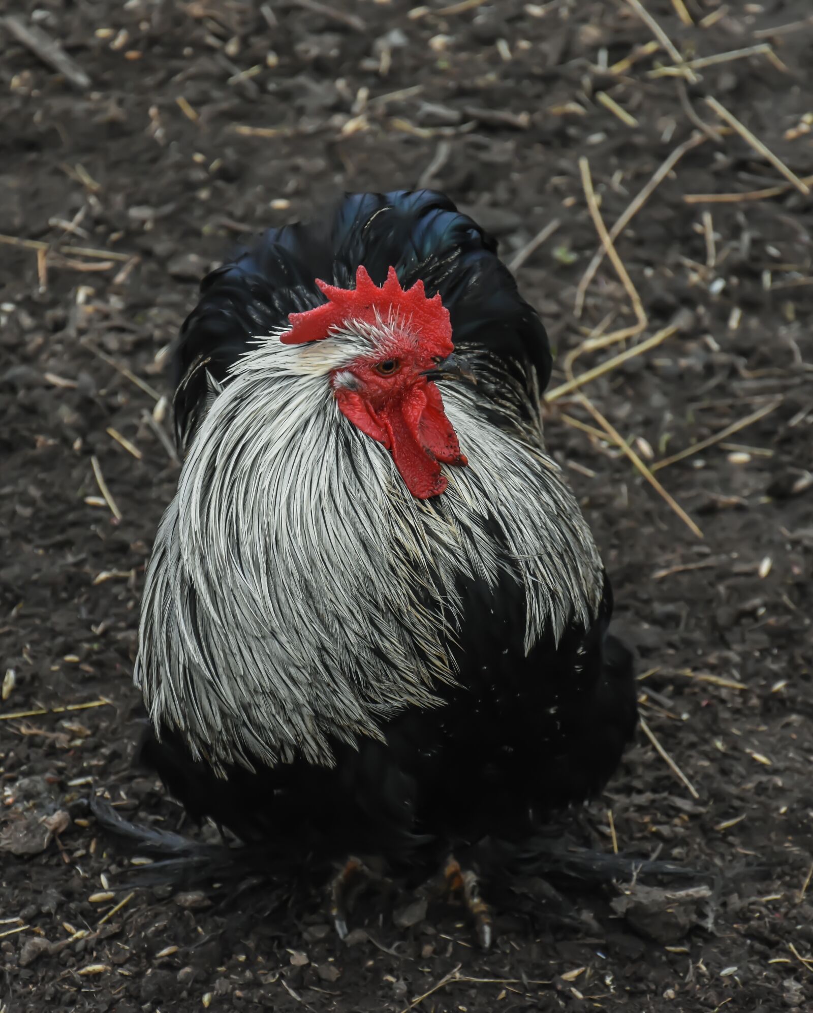 Nikon D7200 sample photo. Chicken, farm, bird photography