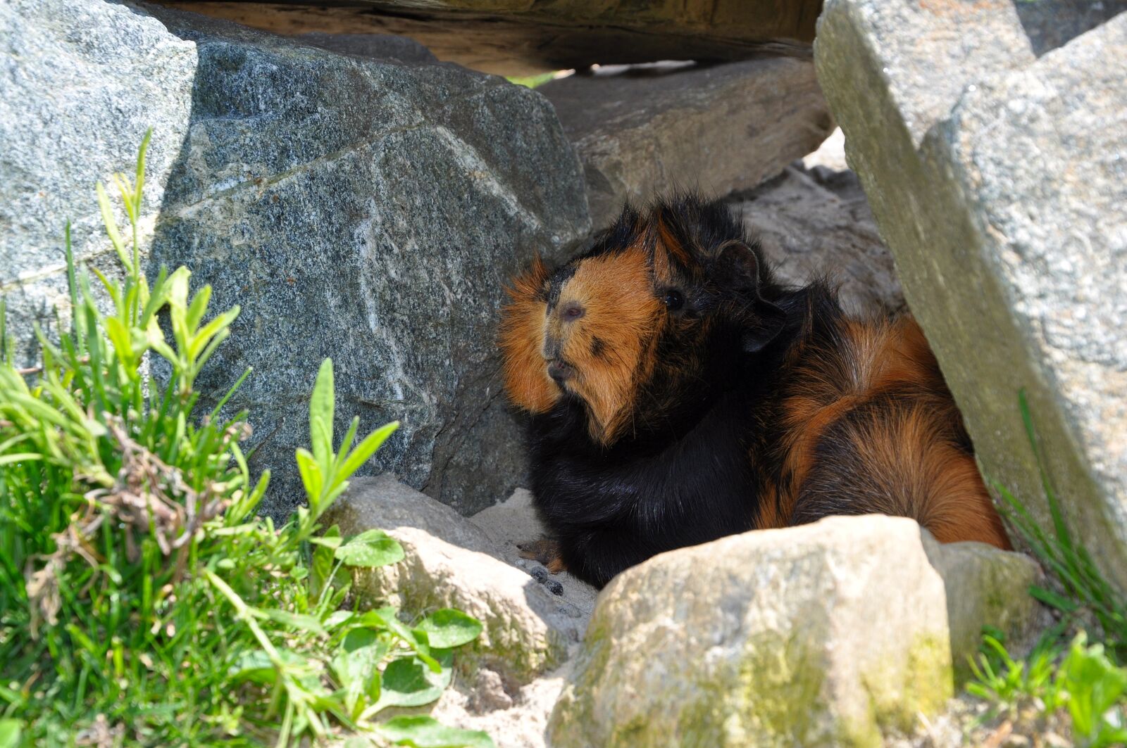Nikon D90 sample photo. Animal, guinea pig, nature photography