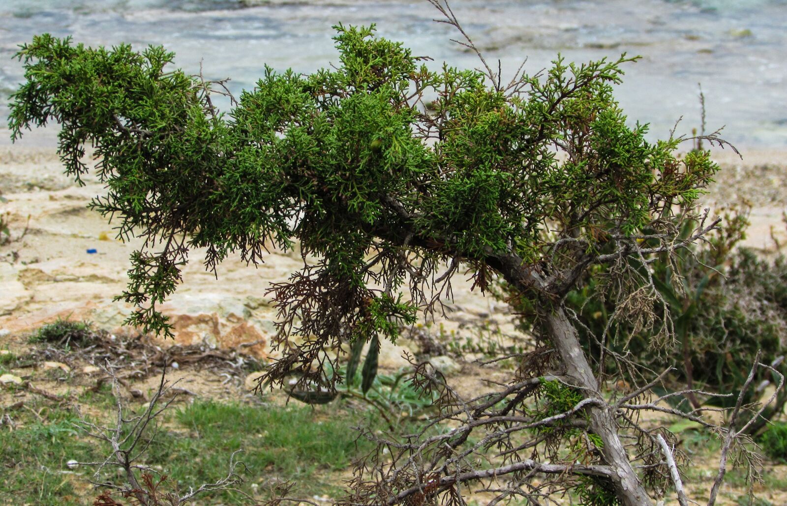 Canon PowerShot SX400 IS sample photo. Cyprus, ayia napa, juniperus photography