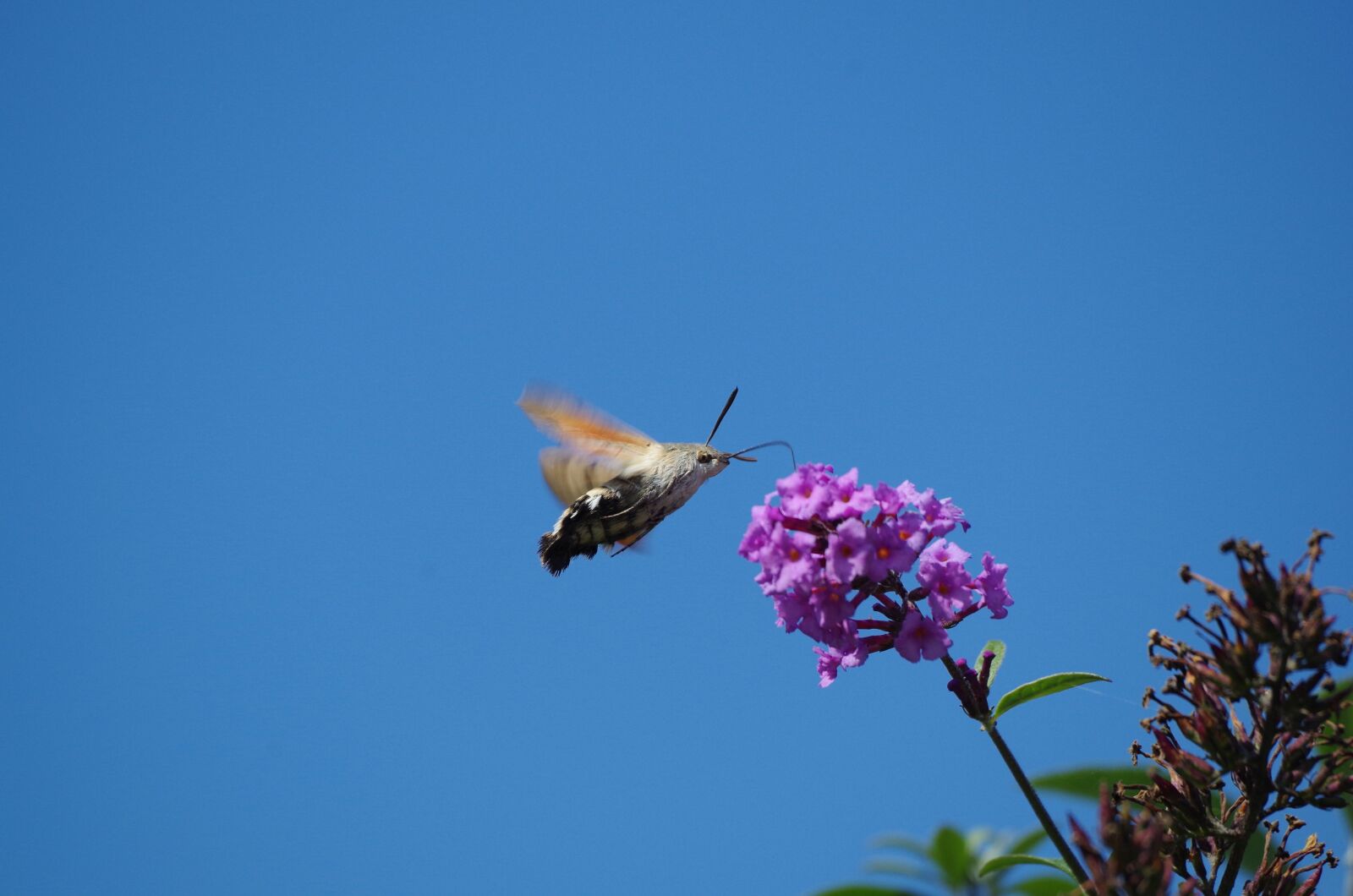 Pentax K-50 sample photo. Hummingbird hawk moth, butterfly photography