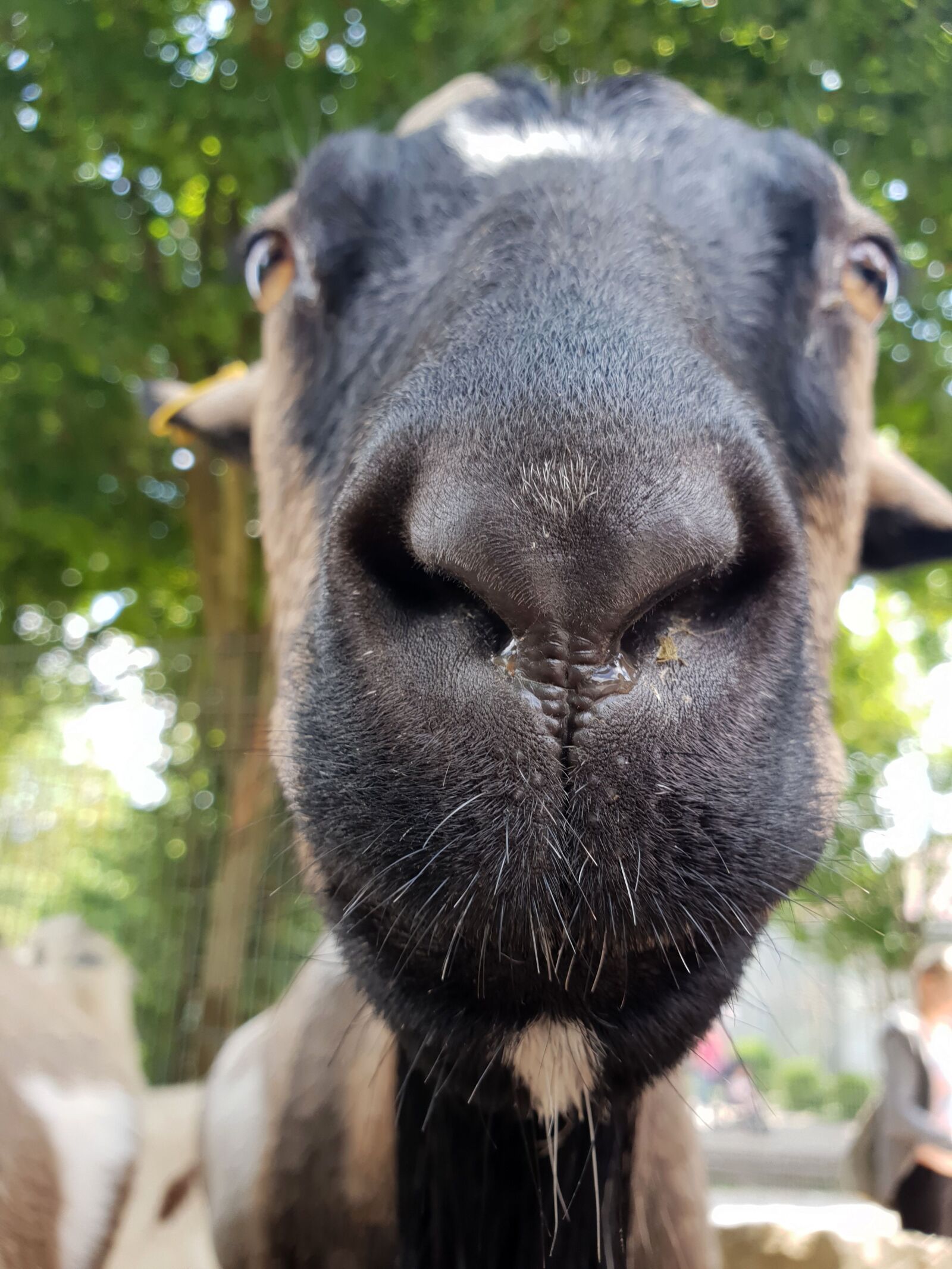Samsung Galaxy S9 sample photo. Goat, portrait, close up photography
