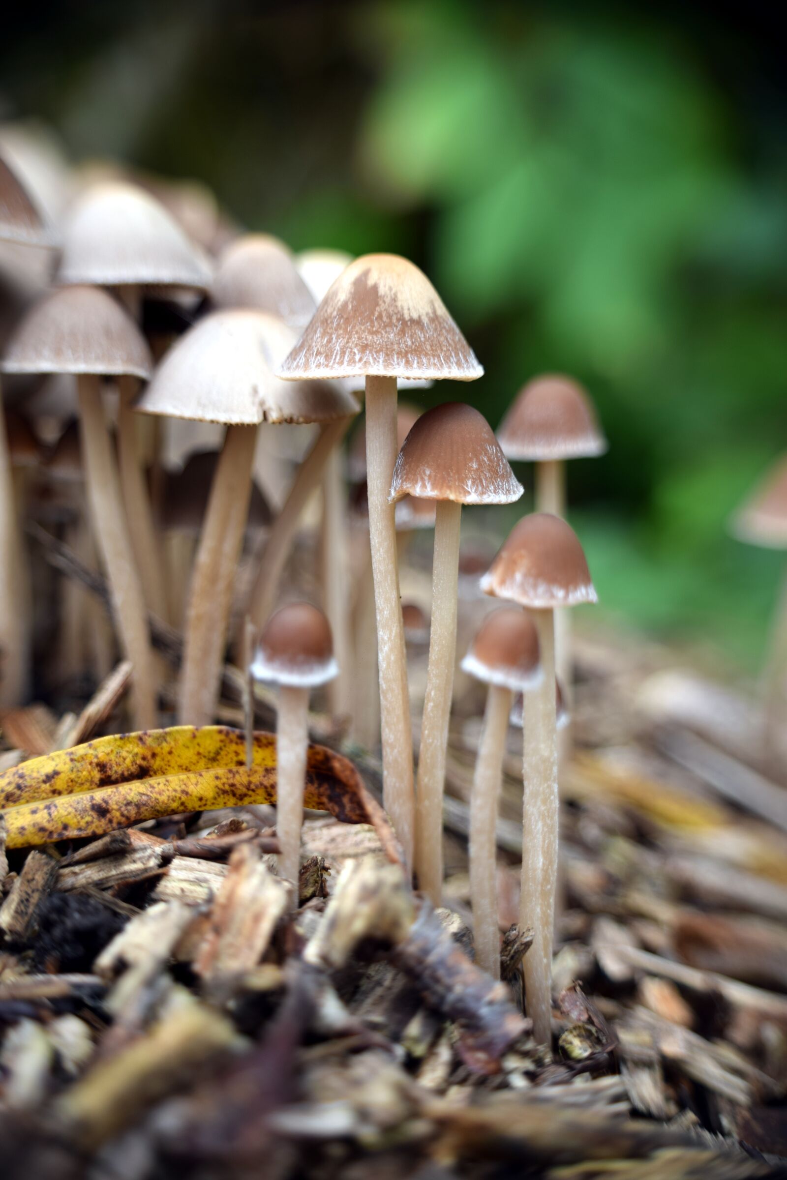 Nikon D5300 sample photo. Mushrooms, autumn, nature photography