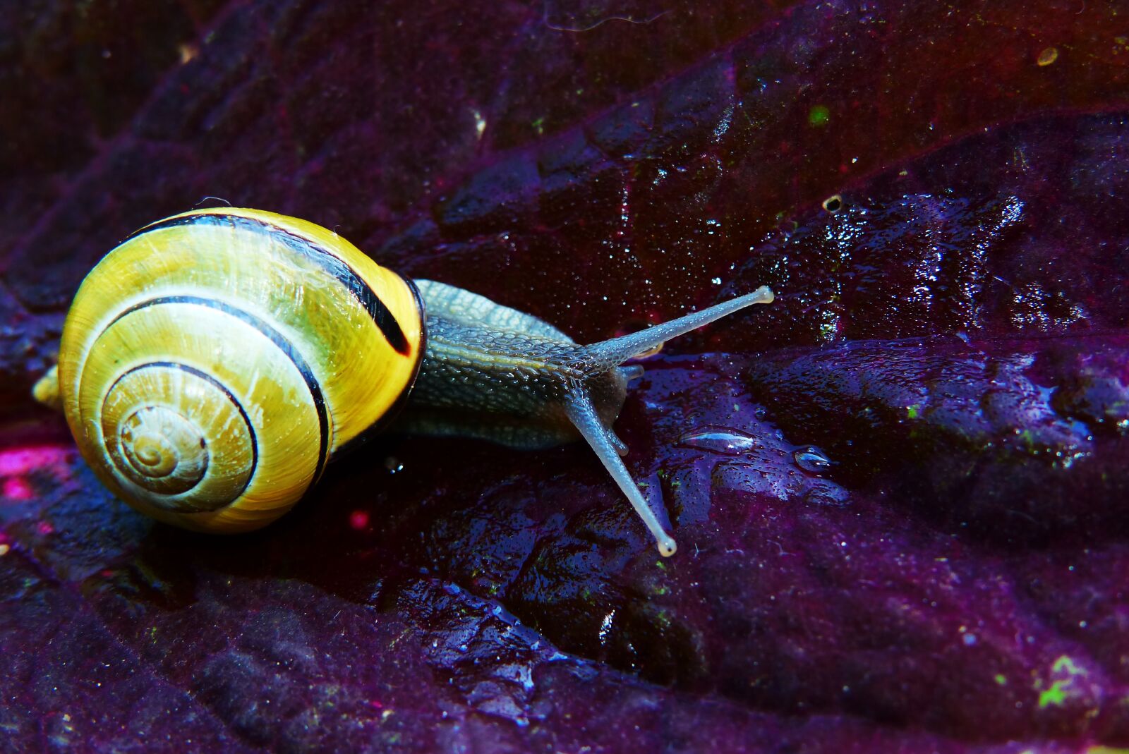 Panasonic Lumix DMC-FZ200 sample photo. Wst yk huntsman, molluscum photography