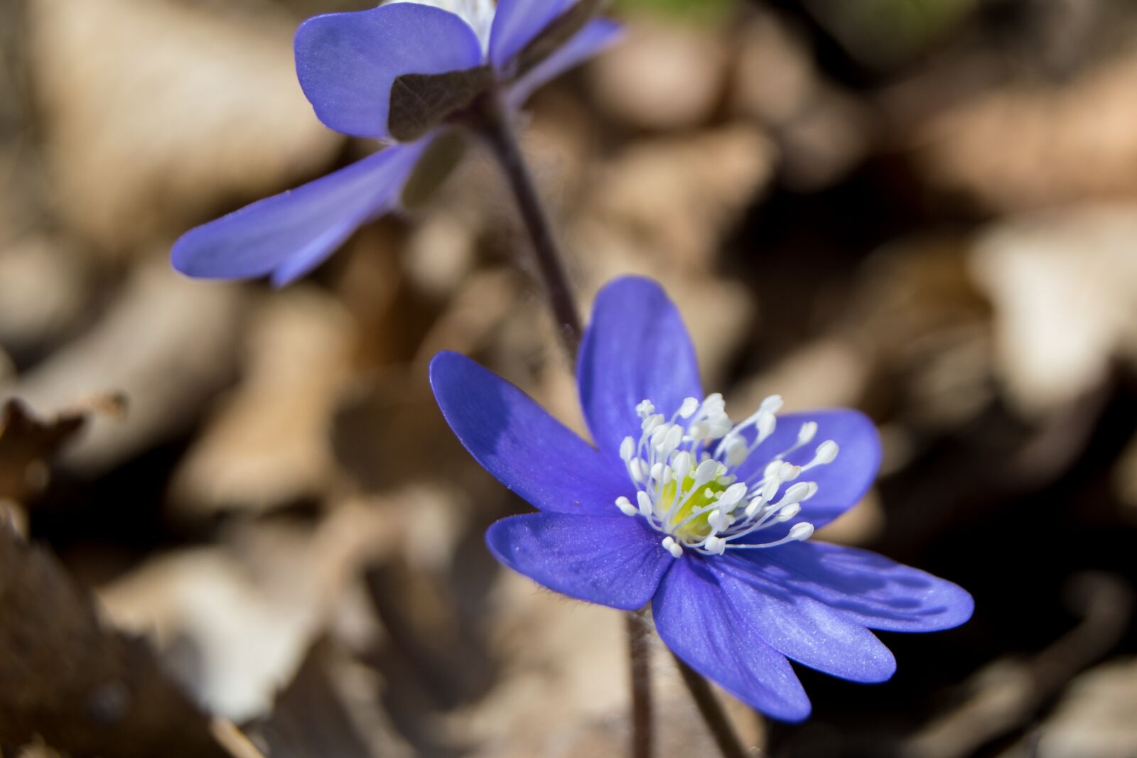 Nikon D3300 sample photo. Blue anemone, spring, liverwort photography