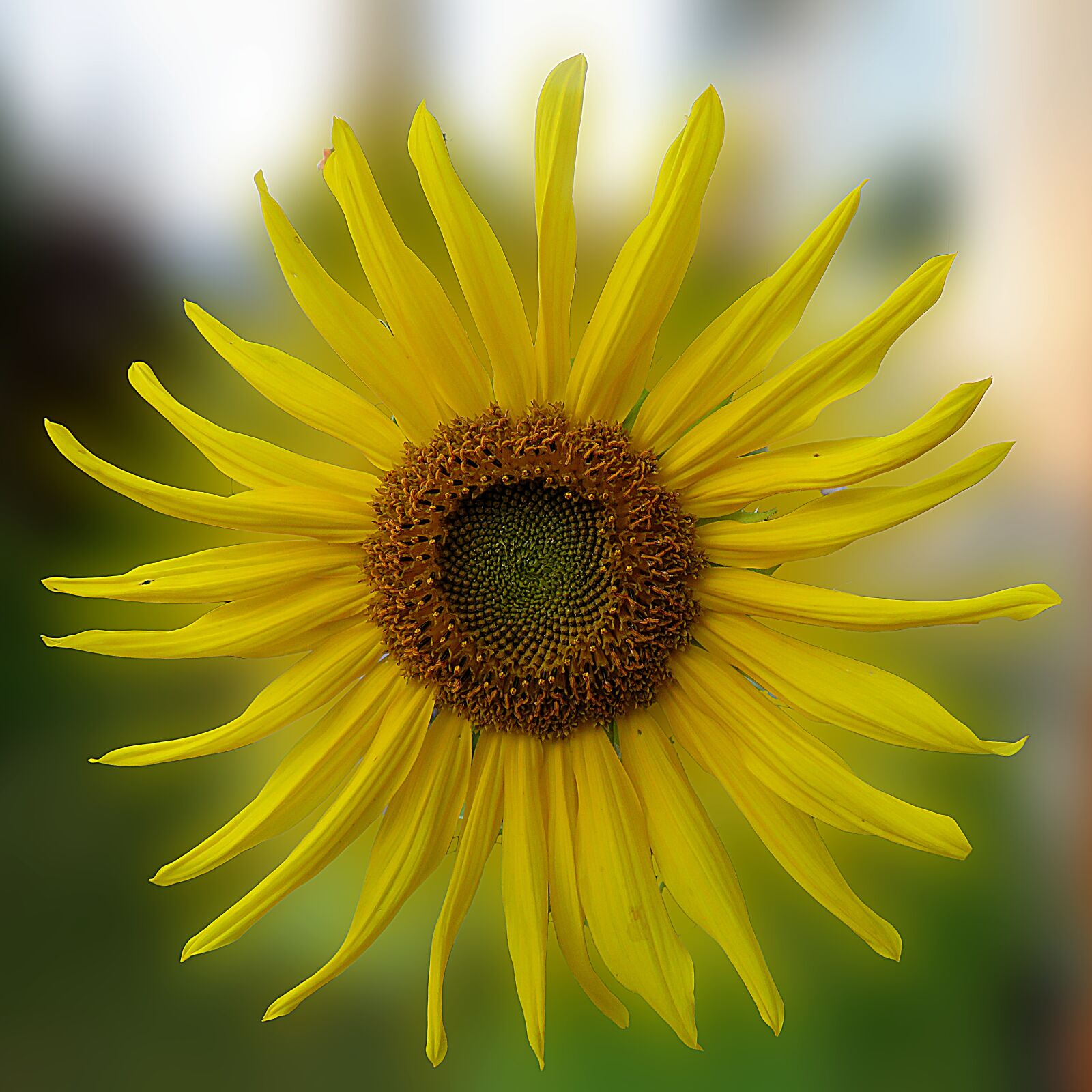 Canon PowerShot SX540 HS + 4.3 - 215.0 mm sample photo. Sunflower, sun wheel, nature photography