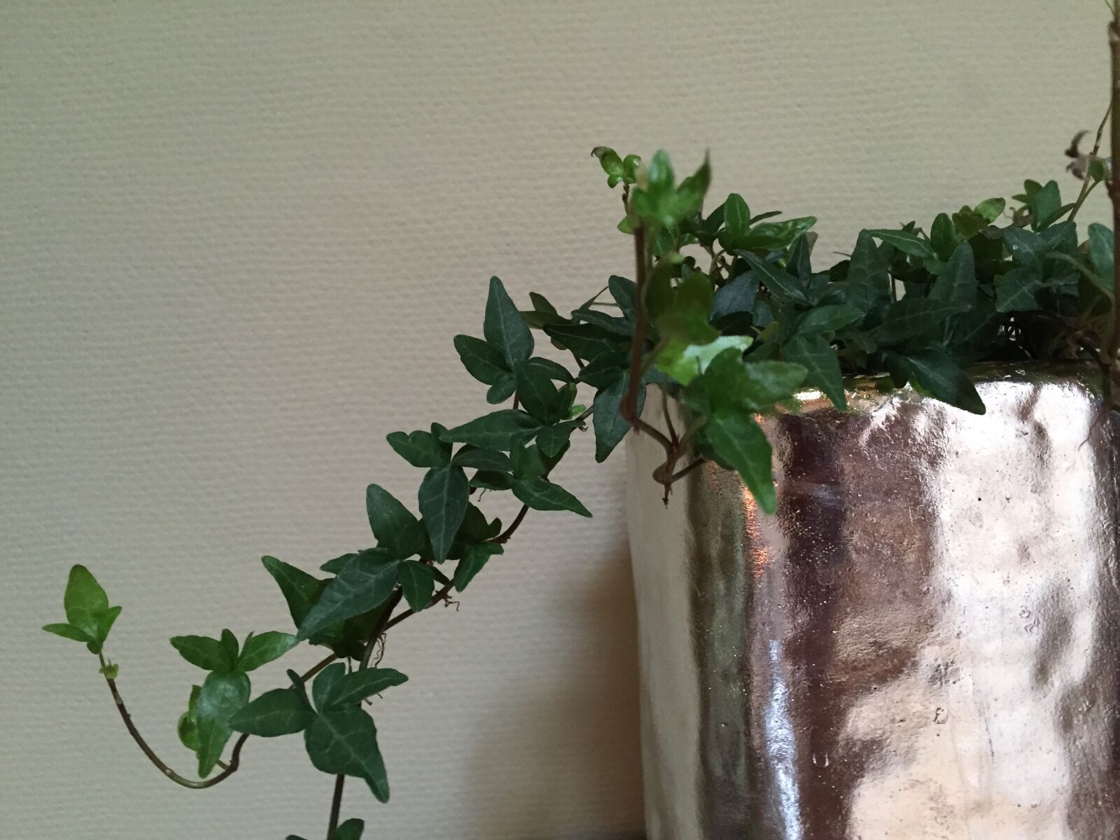 Apple iPhone 6 sample photo. Climber plant, ivy, efeuranke photography
