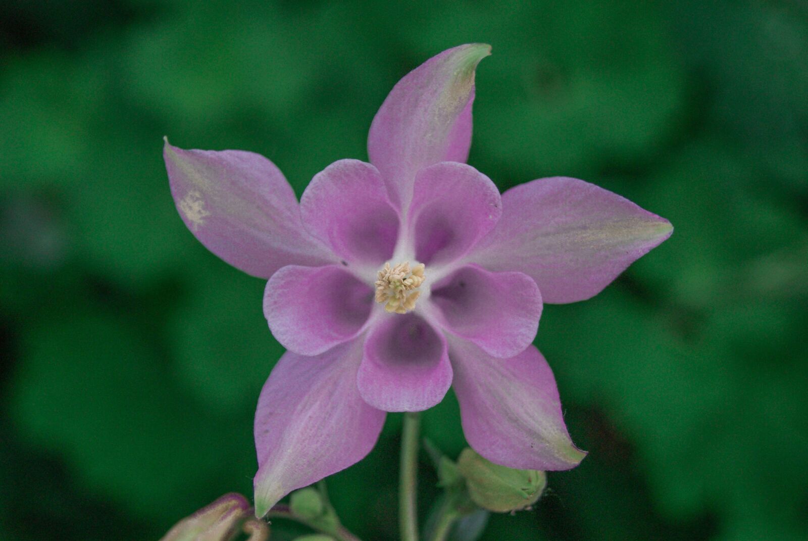 Sony Alpha DSLR-A230 sample photo. Flower, pink, spring photography