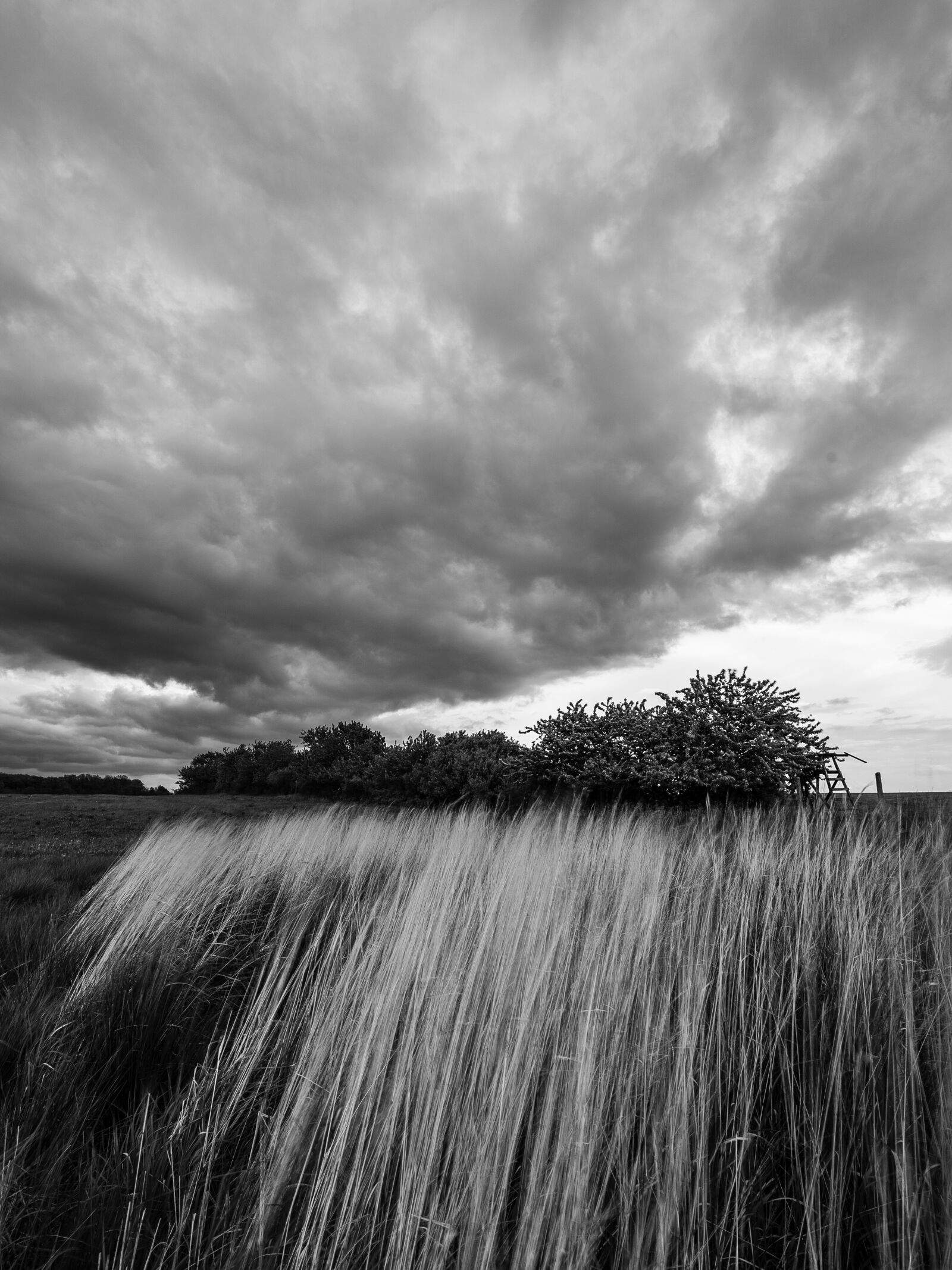 Tamron 17-28mm F2.8 Di III RXD sample photo. Landscape, trees, storm photography