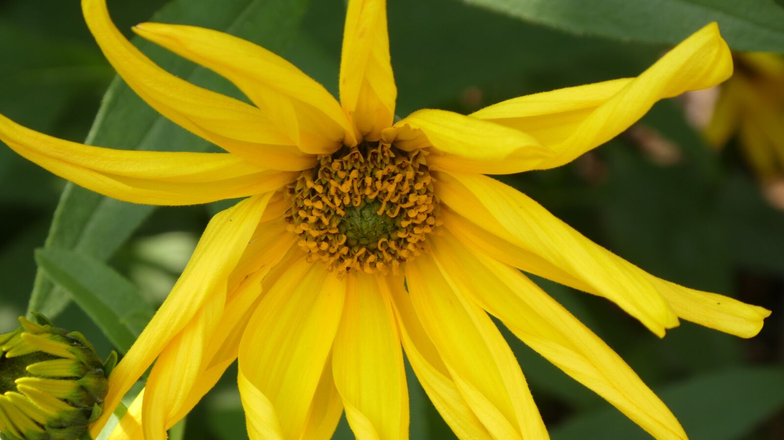 Panasonic DMC-TZ81 sample photo. Blossom, bloom, yellow rays photography