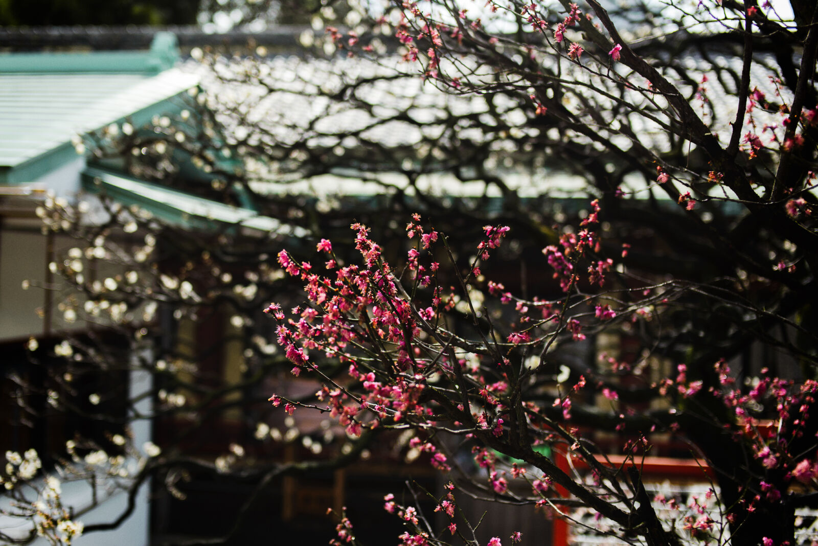 Nikon D610 sample photo. Bloom, blooming, blossom, branches photography