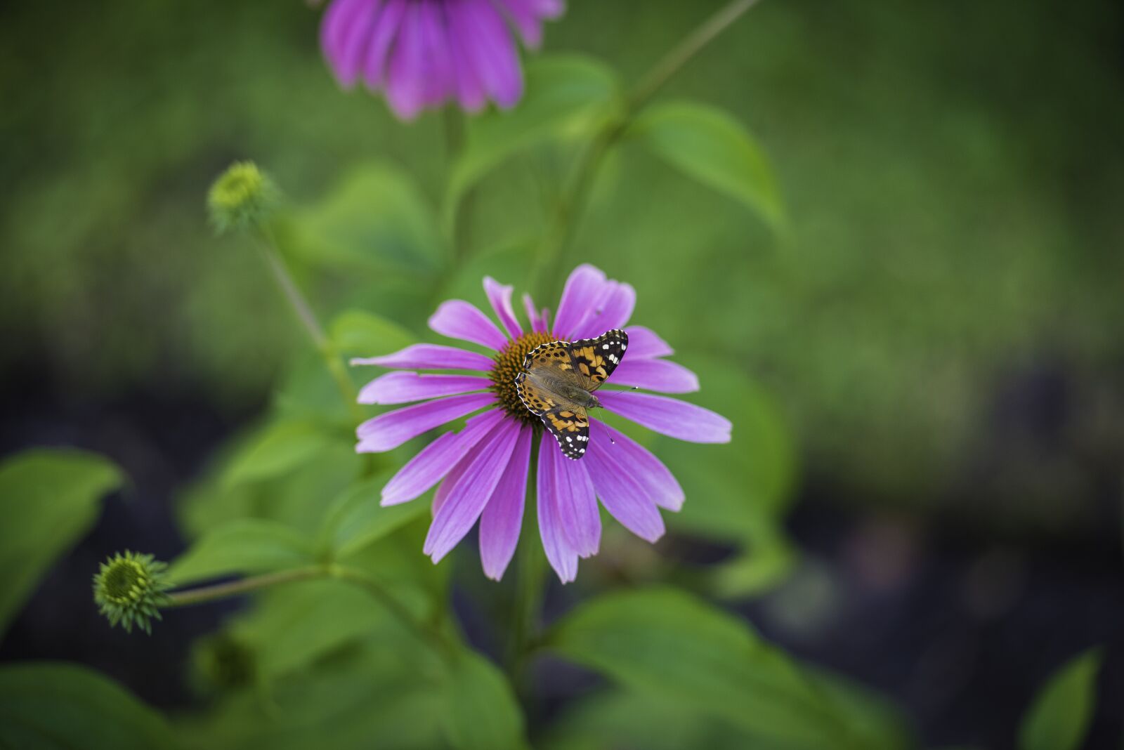 Nikon D810 sample photo. Butterfly, purple, cone photography
