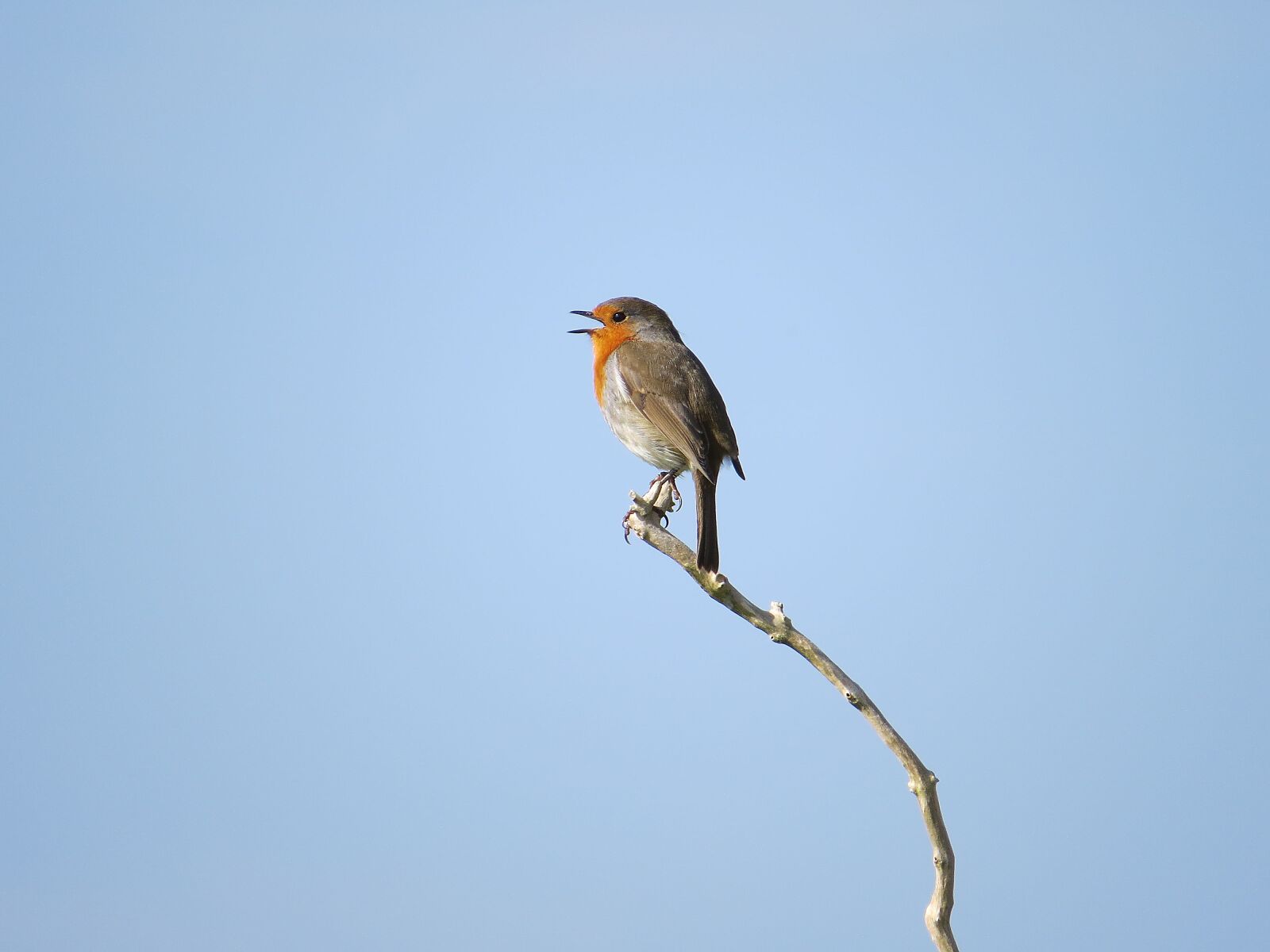Canon PowerShot SX50 HS sample photo. Robin, bird, nature photography