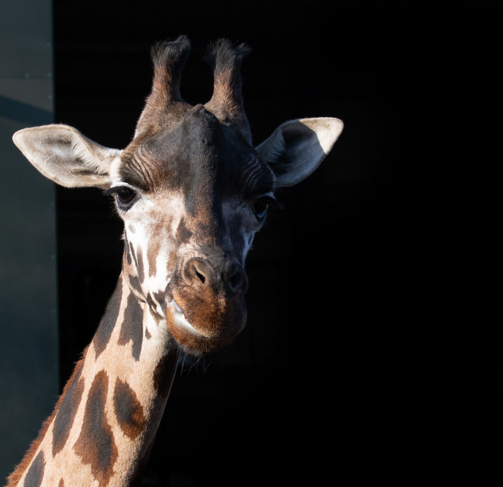 Canon EOS 7D Mark II sample photo. Rothschild giraffe, giraffe, long photography
