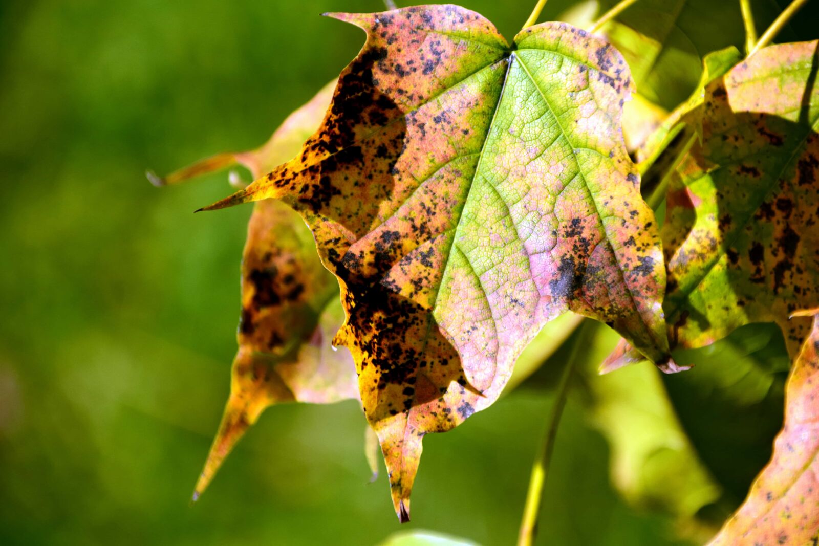 Nikon D3300 sample photo. Leaf, nature, flora, autumn photography