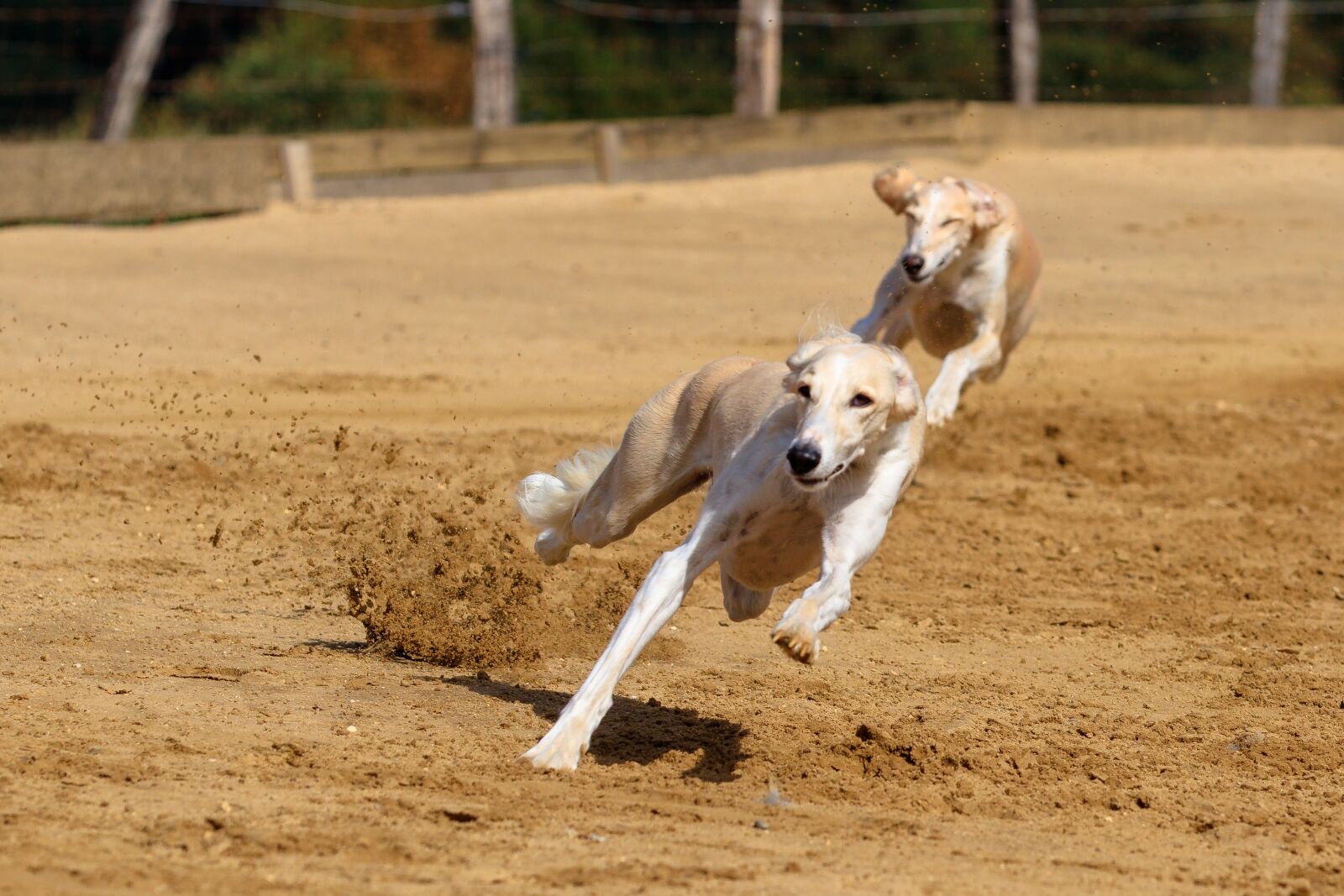 Canon EOS 80D sample photo. Dog, greyhound, pet photography