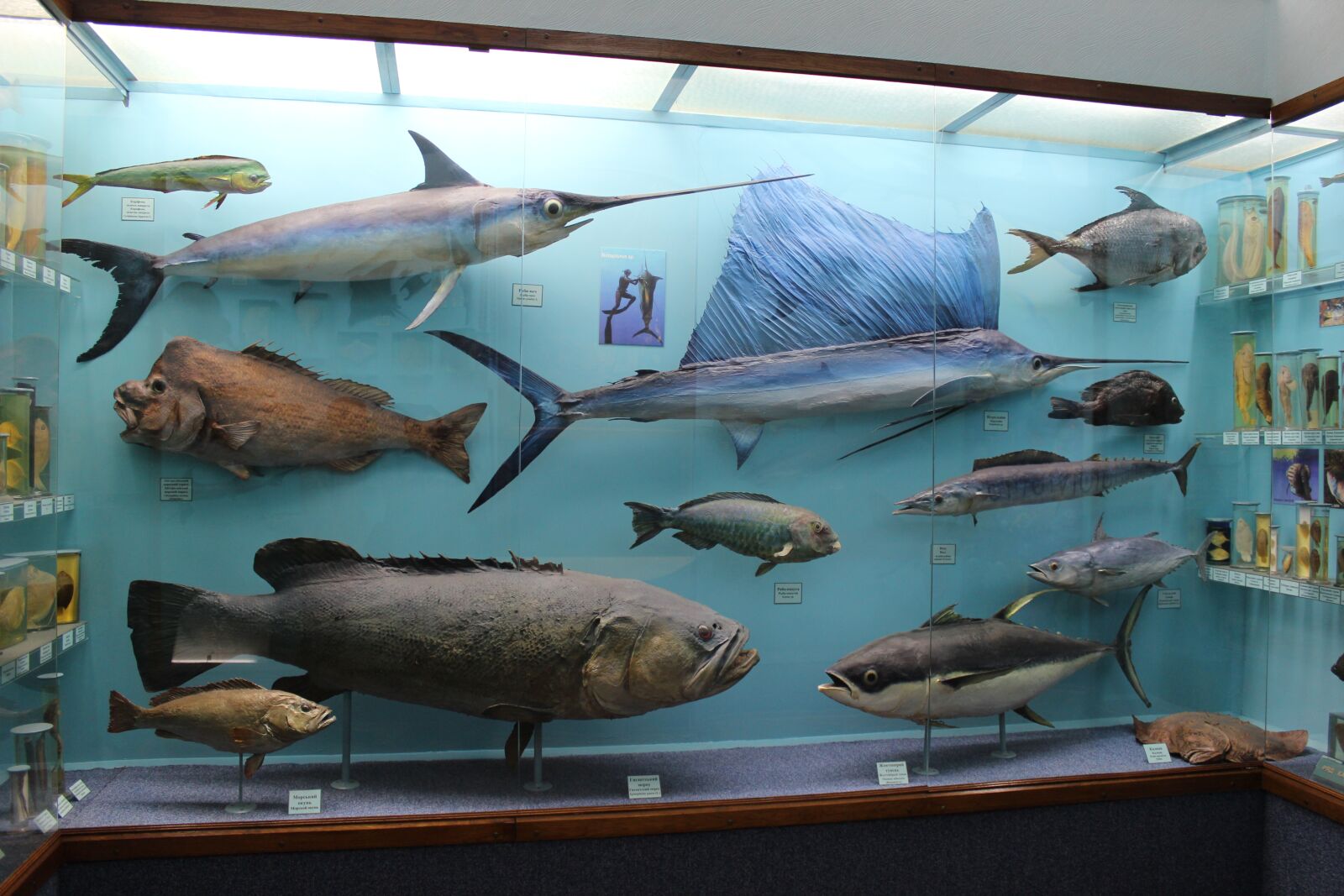 Canon EOS 600D (Rebel EOS T3i / EOS Kiss X5) sample photo. Fish, museum, archeology photography