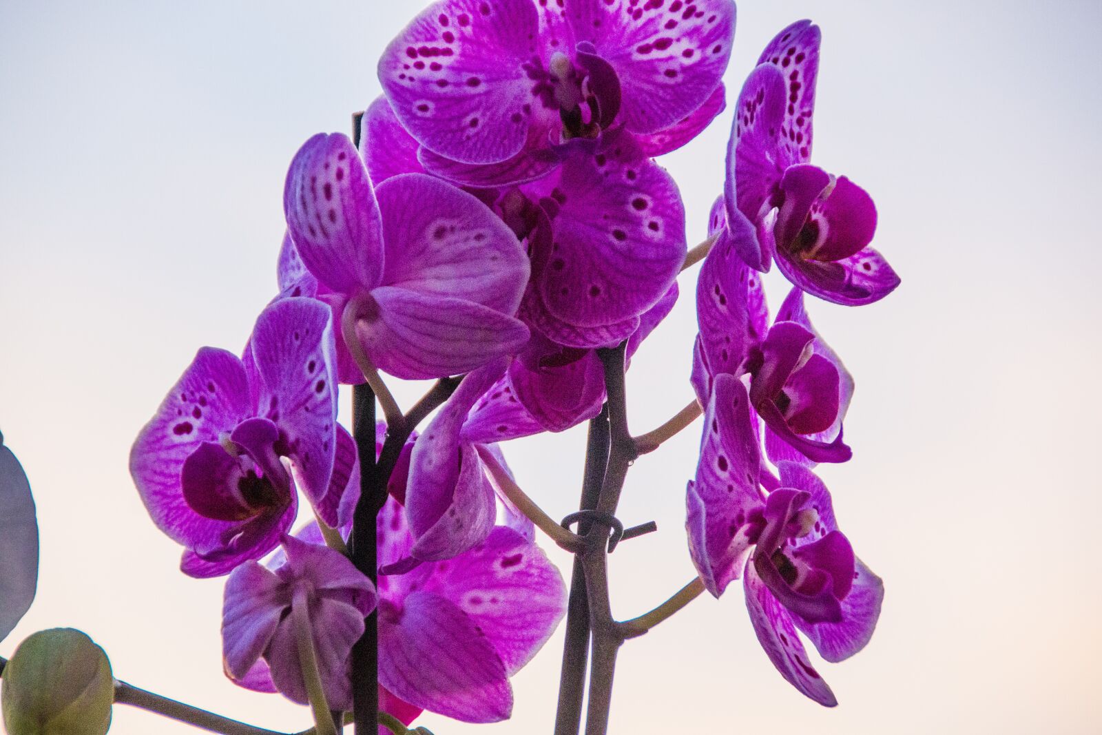 Canon EOS 70D sample photo. Blossom, bloom, nature photography