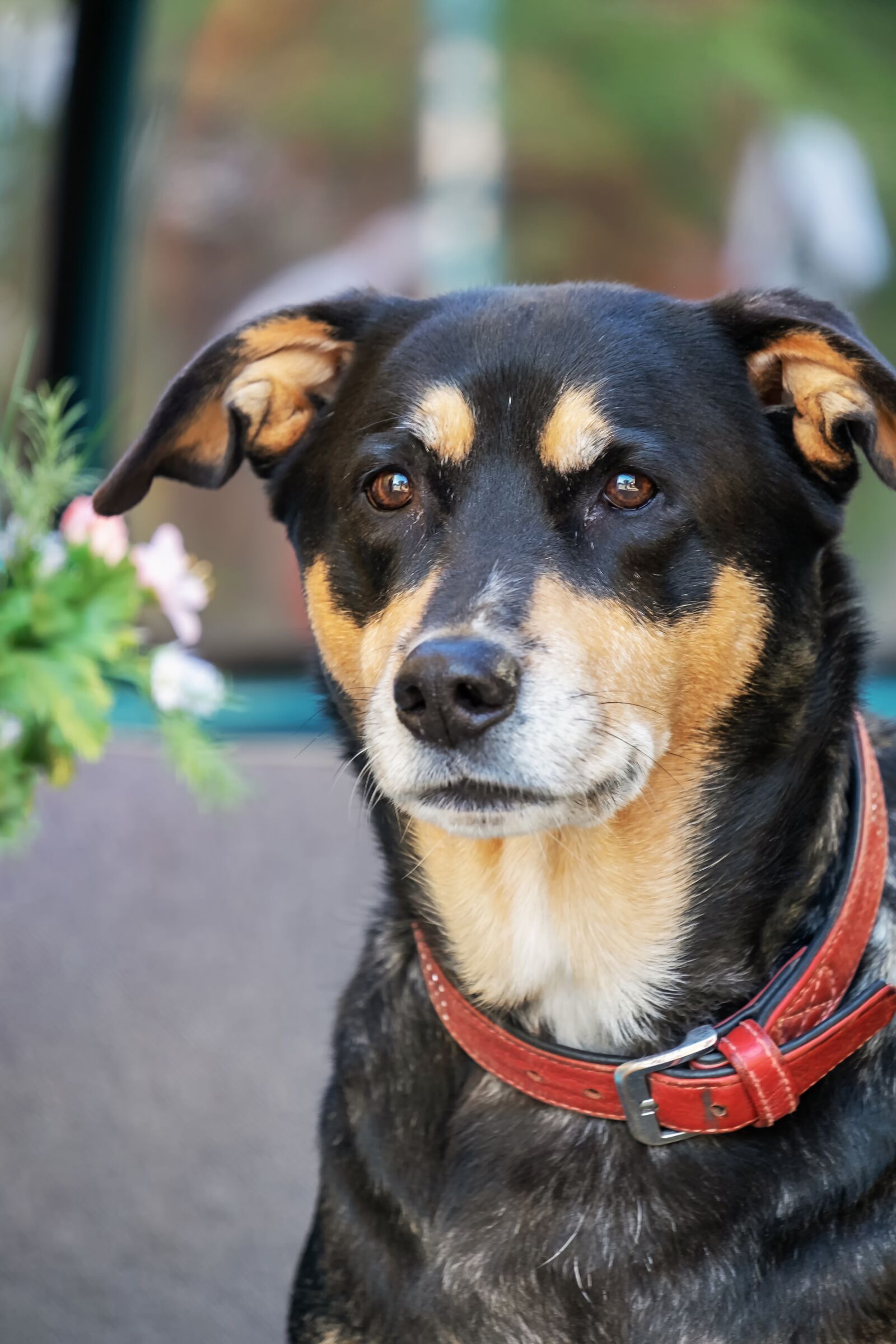 Fujifilm XF 55-200mm F3.5-4.8 R LM OIS sample photo. Dog, mixed breed dog photography