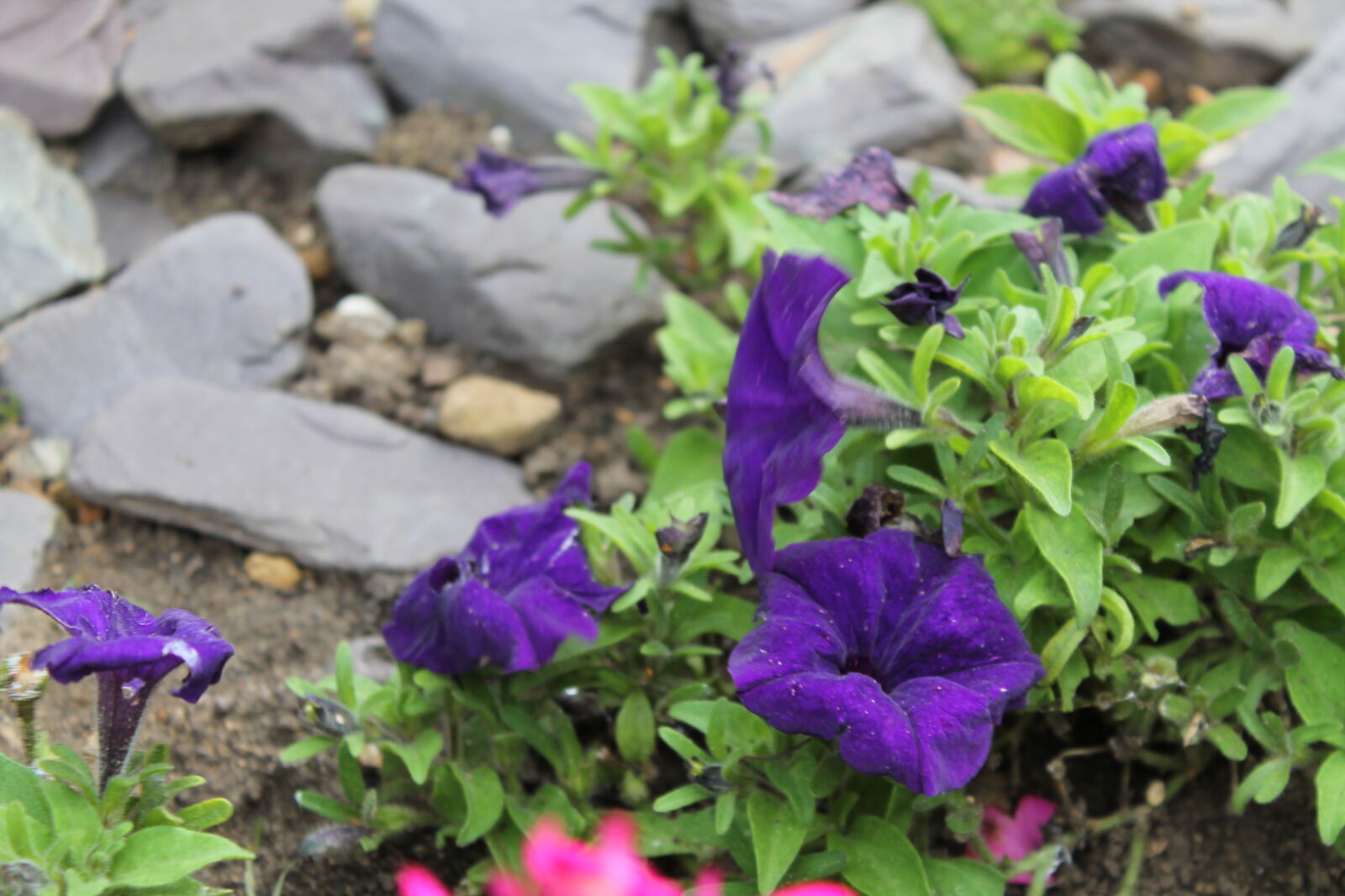 Canon EOS 1100D (EOS Rebel T3 / EOS Kiss X50) sample photo. Macro, purple, purple, flower photography