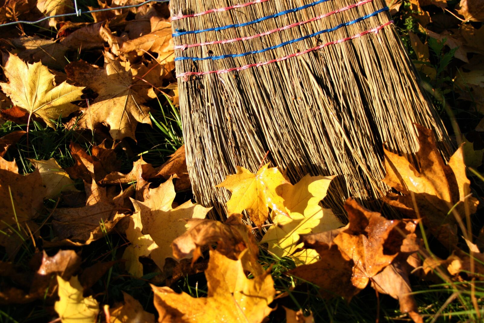 Canon EOS 400D (EOS Digital Rebel XTi / EOS Kiss Digital X) sample photo. Yellow leaves, autumn gold photography