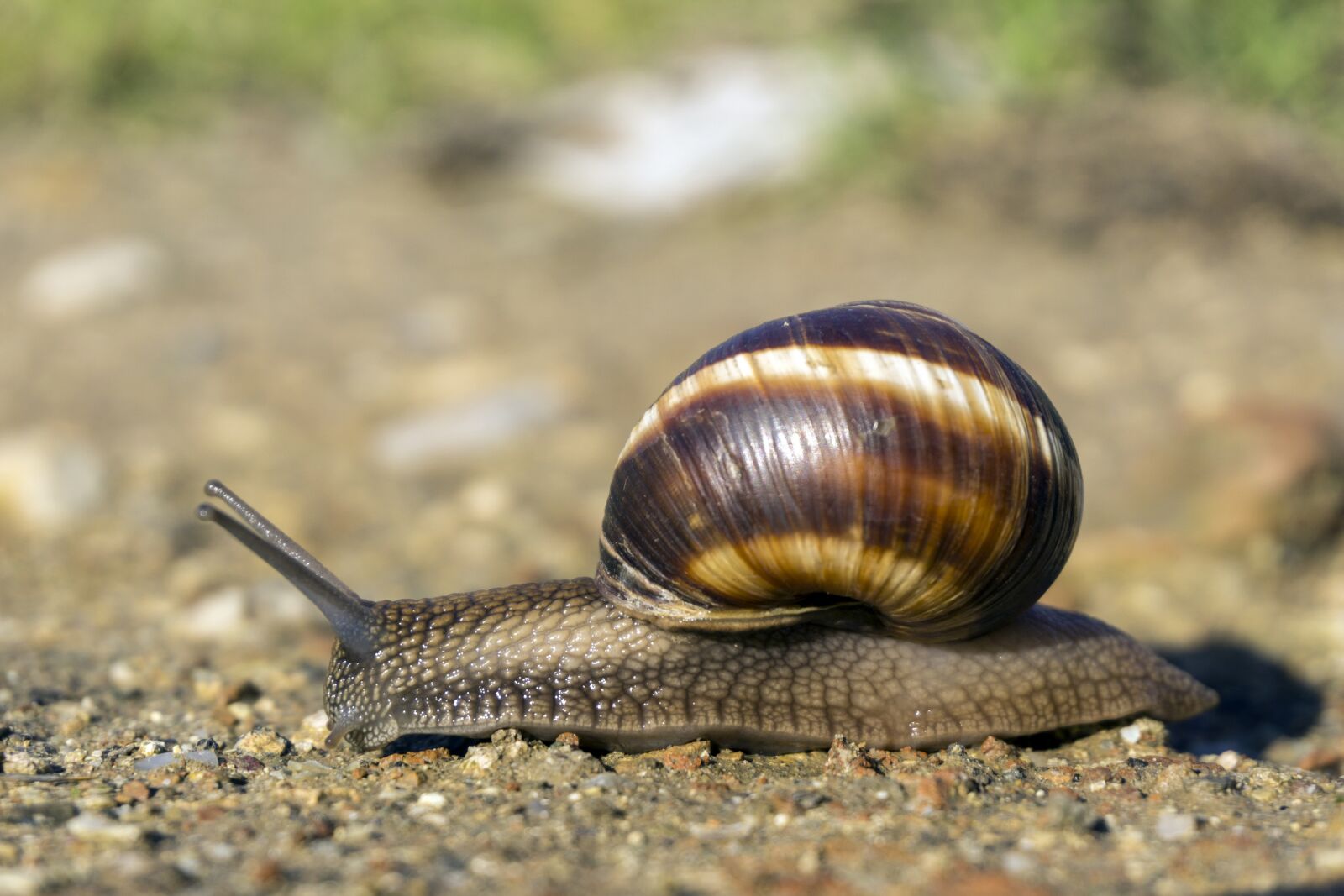 Sony a6000 sample photo. Snail, ground, grass photography
