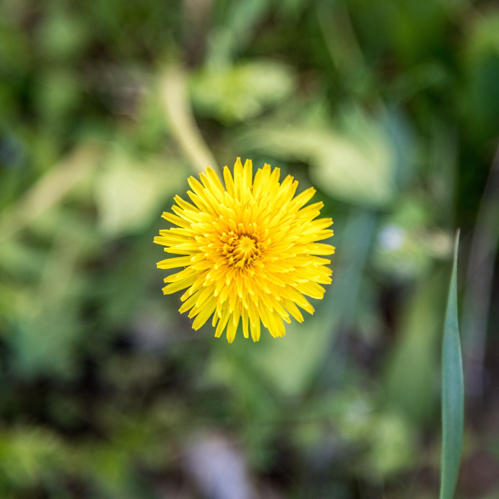Nikon D850 sample photo. Dandelion, nature, spring photography