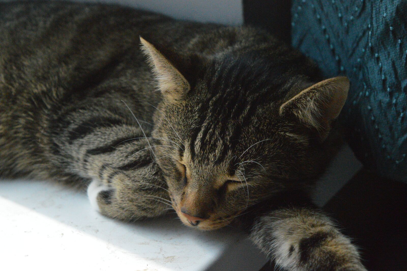 Nikon D3200 sample photo. Sleeping cat, sleepy cat photography