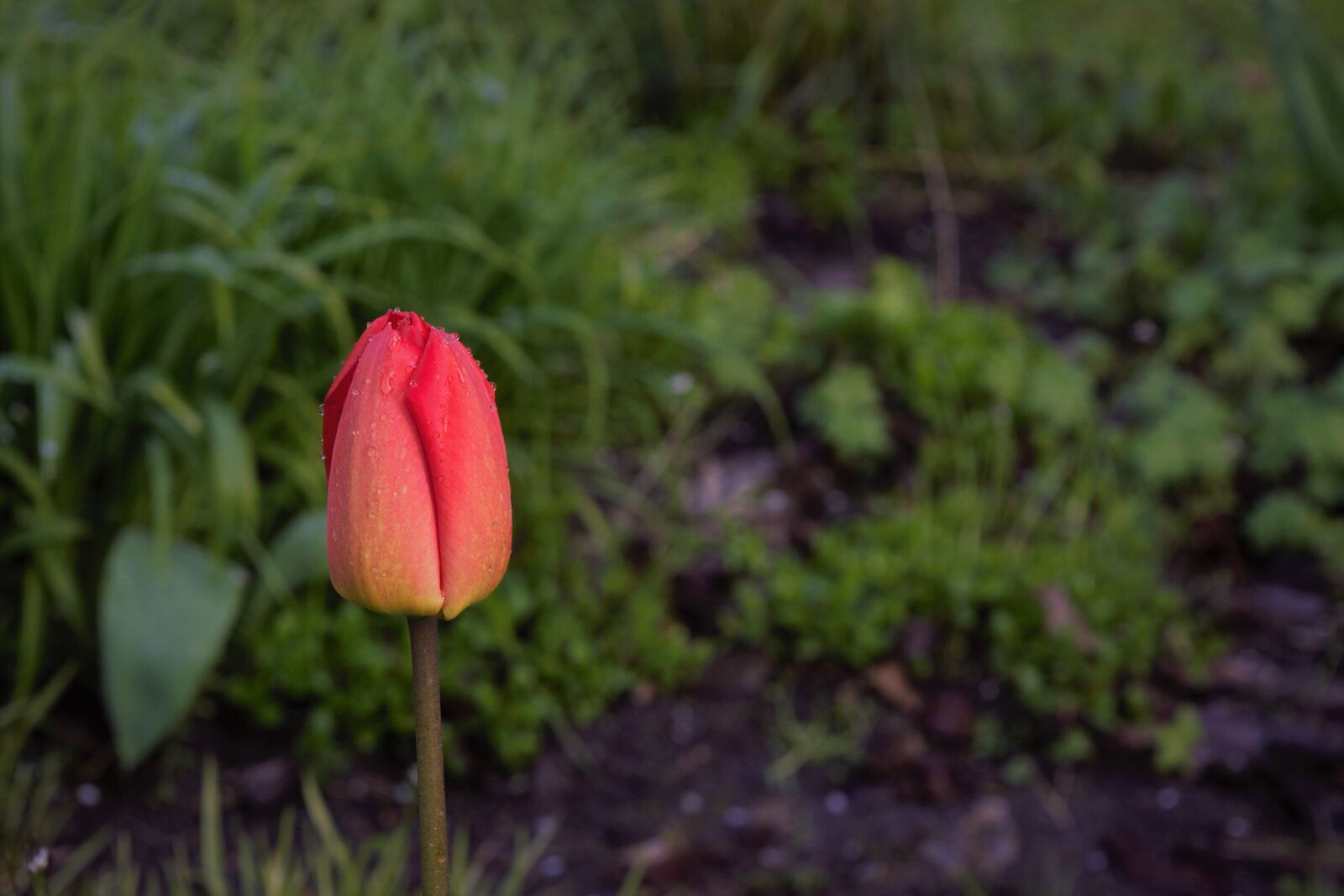 Nikon D3300 sample photo. Flower, garden, park photography