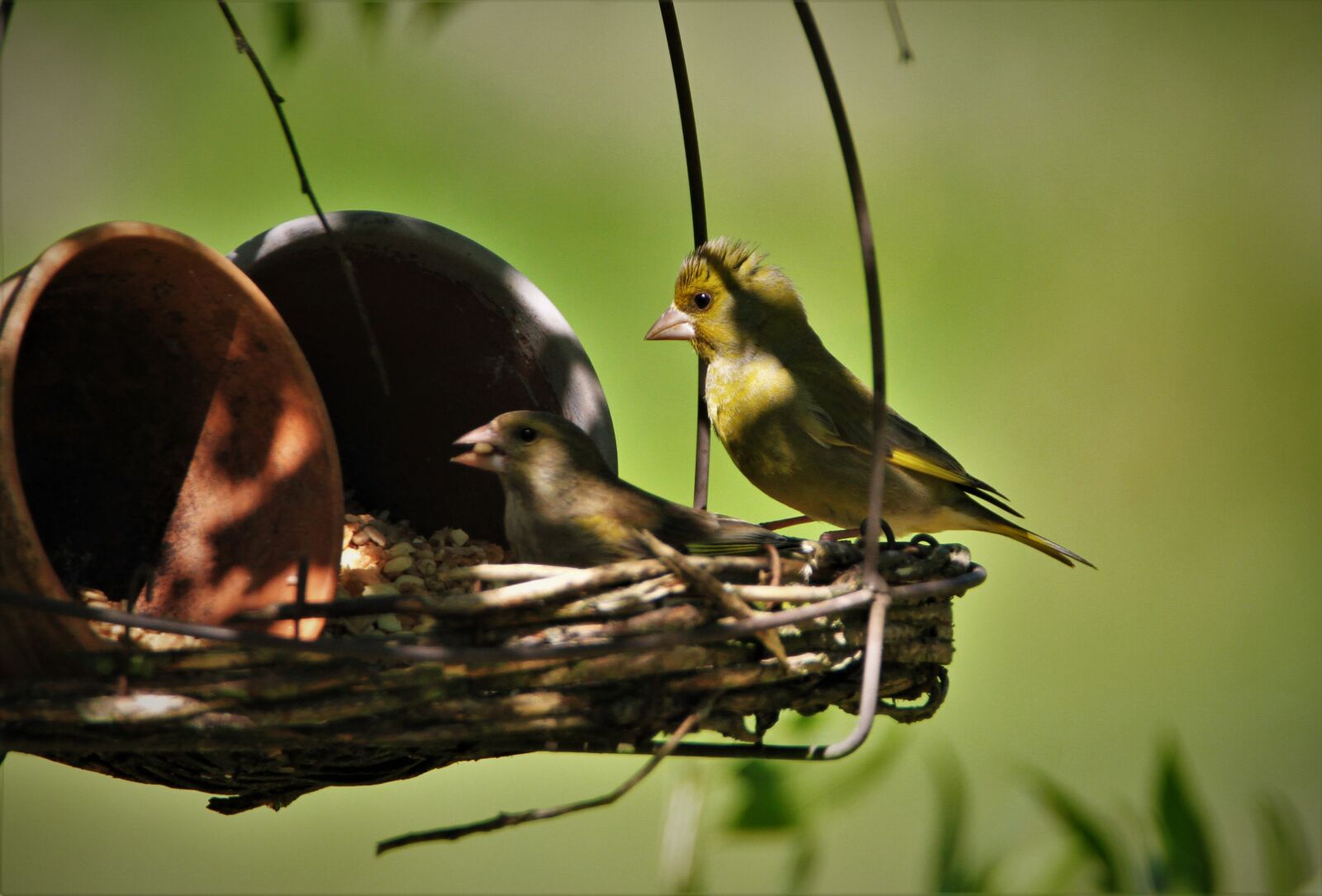 Canon EOS 7D + Tamron SP 150-600mm F5-6.3 Di VC USD sample photo. Greenfinch, feeding, feeding place photography