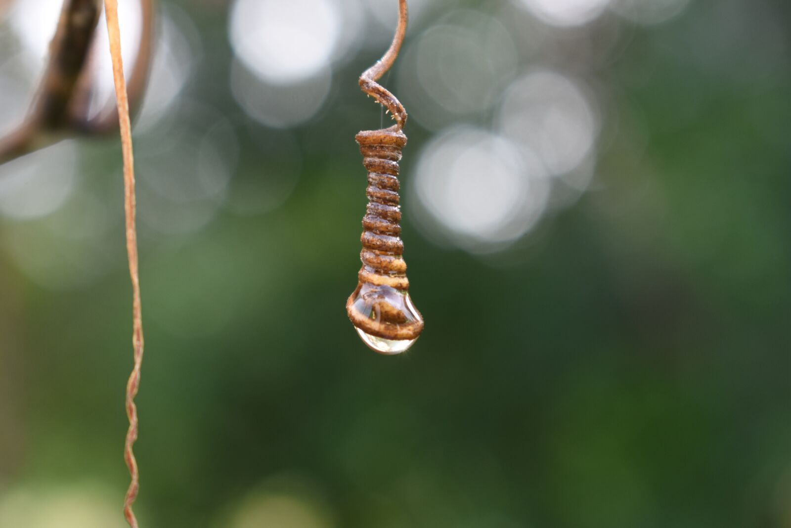 Nikon D3400 sample photo. Drop, nature, water photography