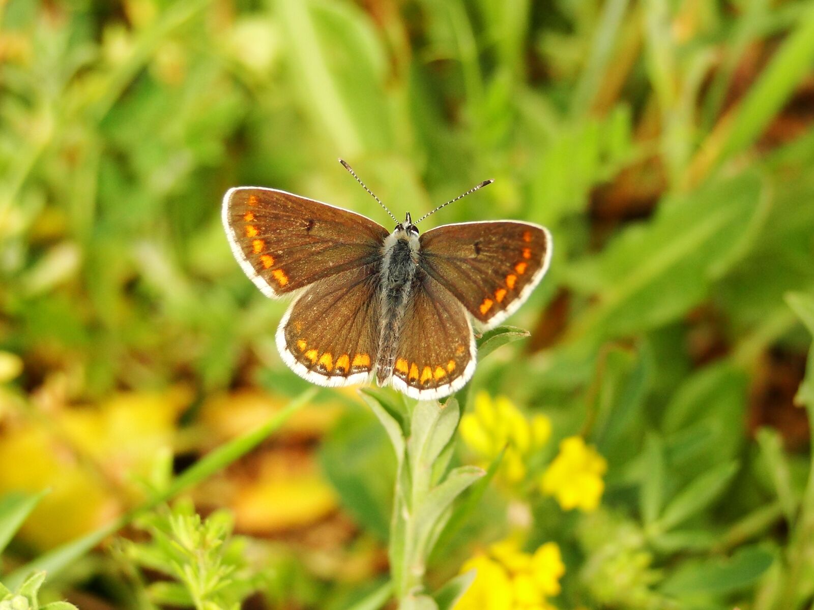 Sony Cyber-shot DSC-HX1 sample photo. Butterfly day, nature, insect photography