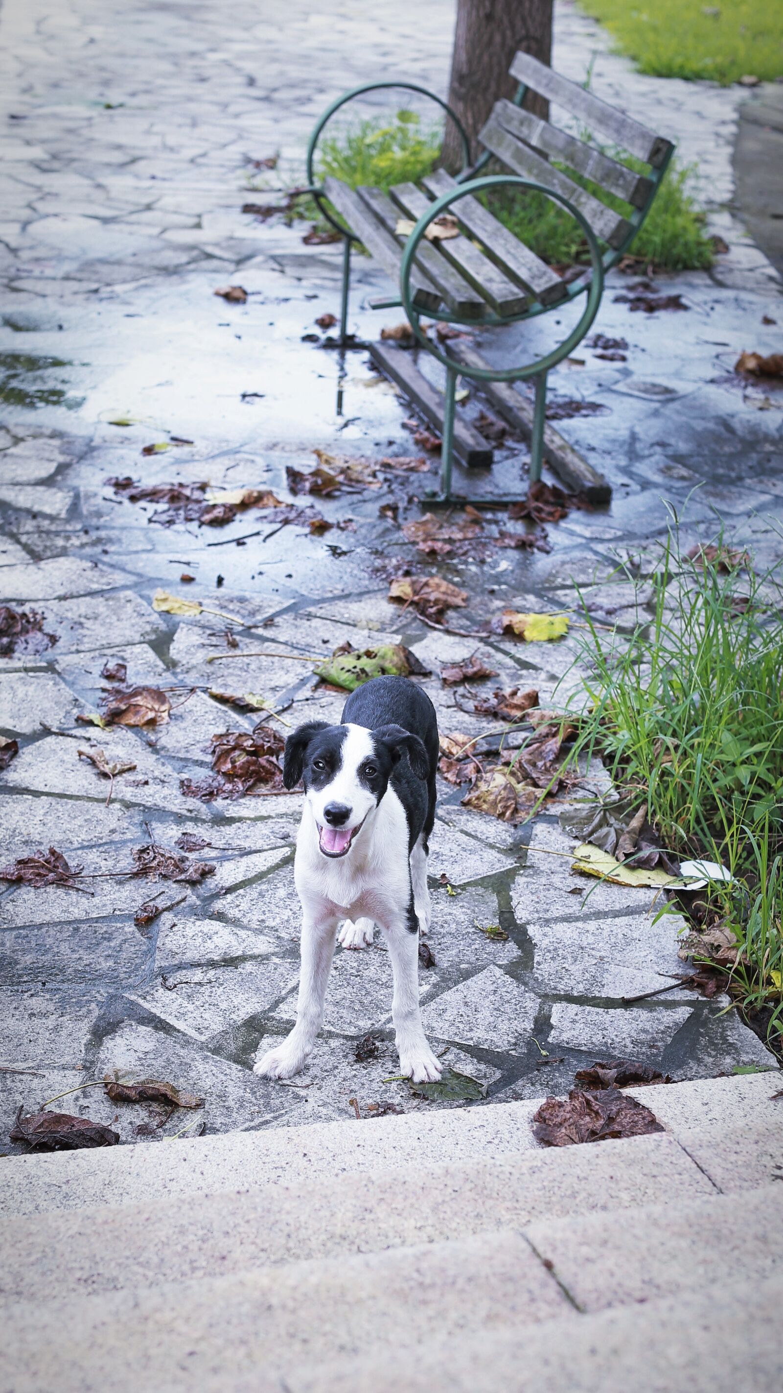 Canon EF 50mm F1.2L USM sample photo. Dog, outdoor, green photography