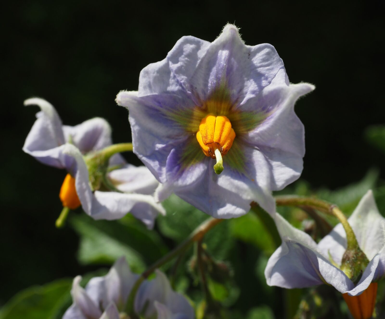 Olympus OM-D E-M10 sample photo. Potato blossom, potato, erdapfelbl photography