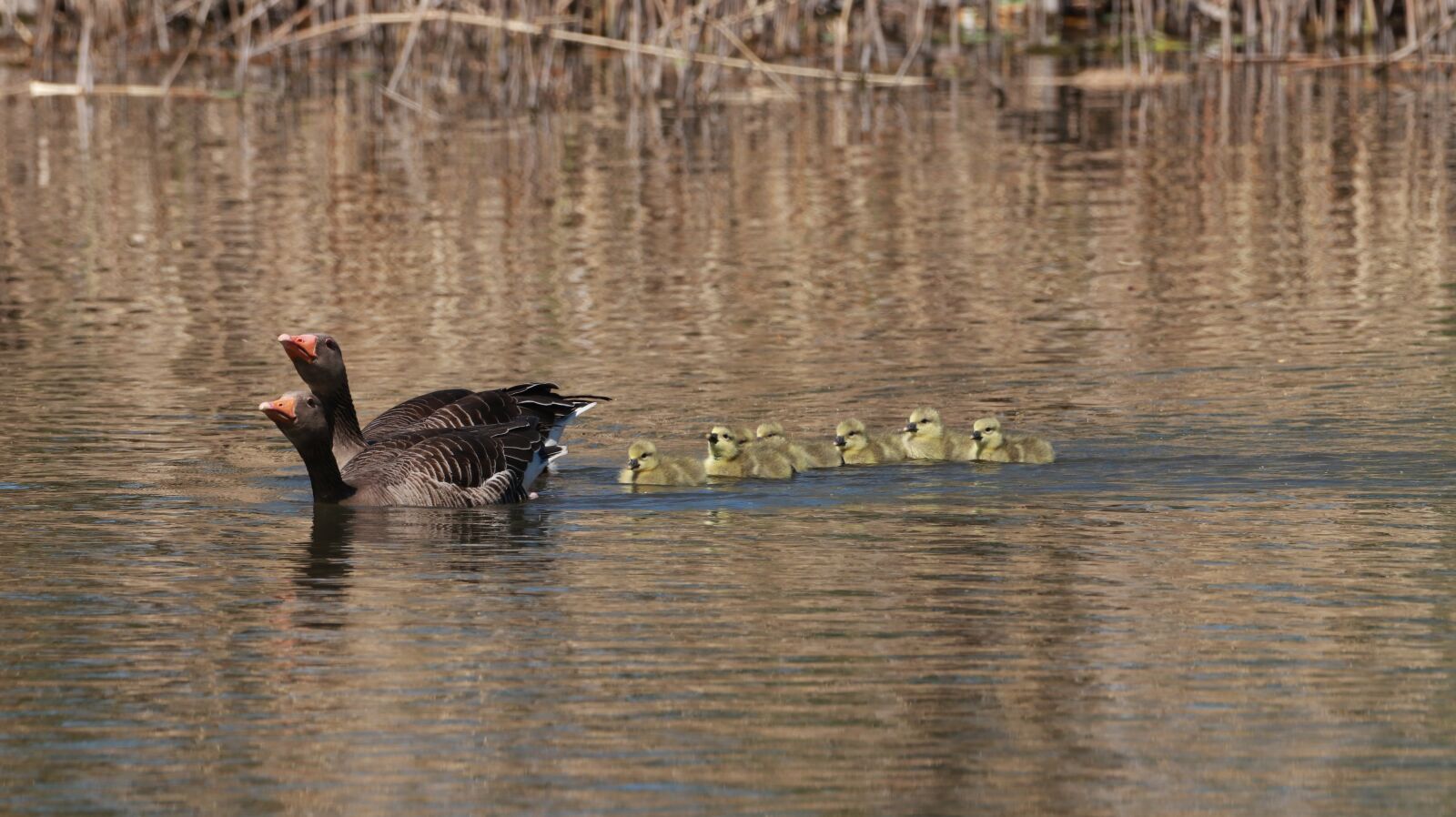 150-600mm F5-6.3 DG OS HSM | Contemporary 015 sample photo. Geese, chicks, spring photography