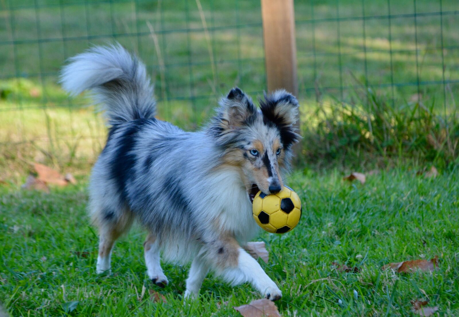 Nikon D5200 sample photo. Dog, bitch, shetland sheepdog photography