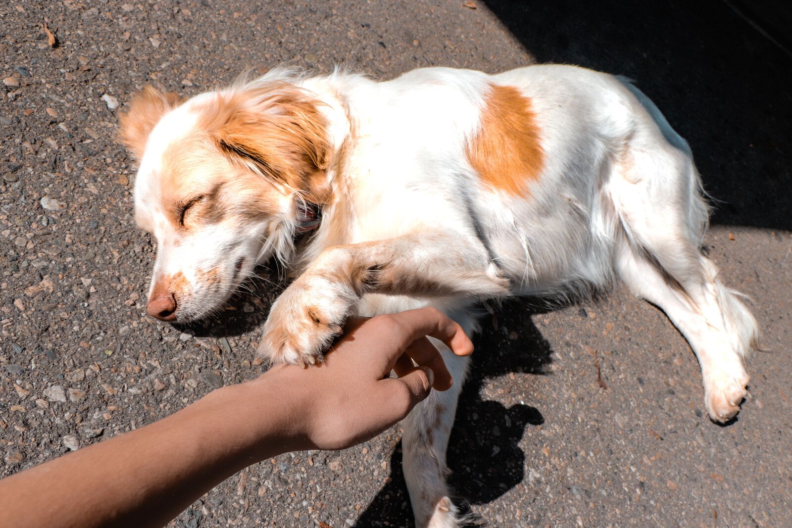 Canon EF-S 18-135mm F3.5-5.6 IS USM sample photo. Dog, pet, animal photography