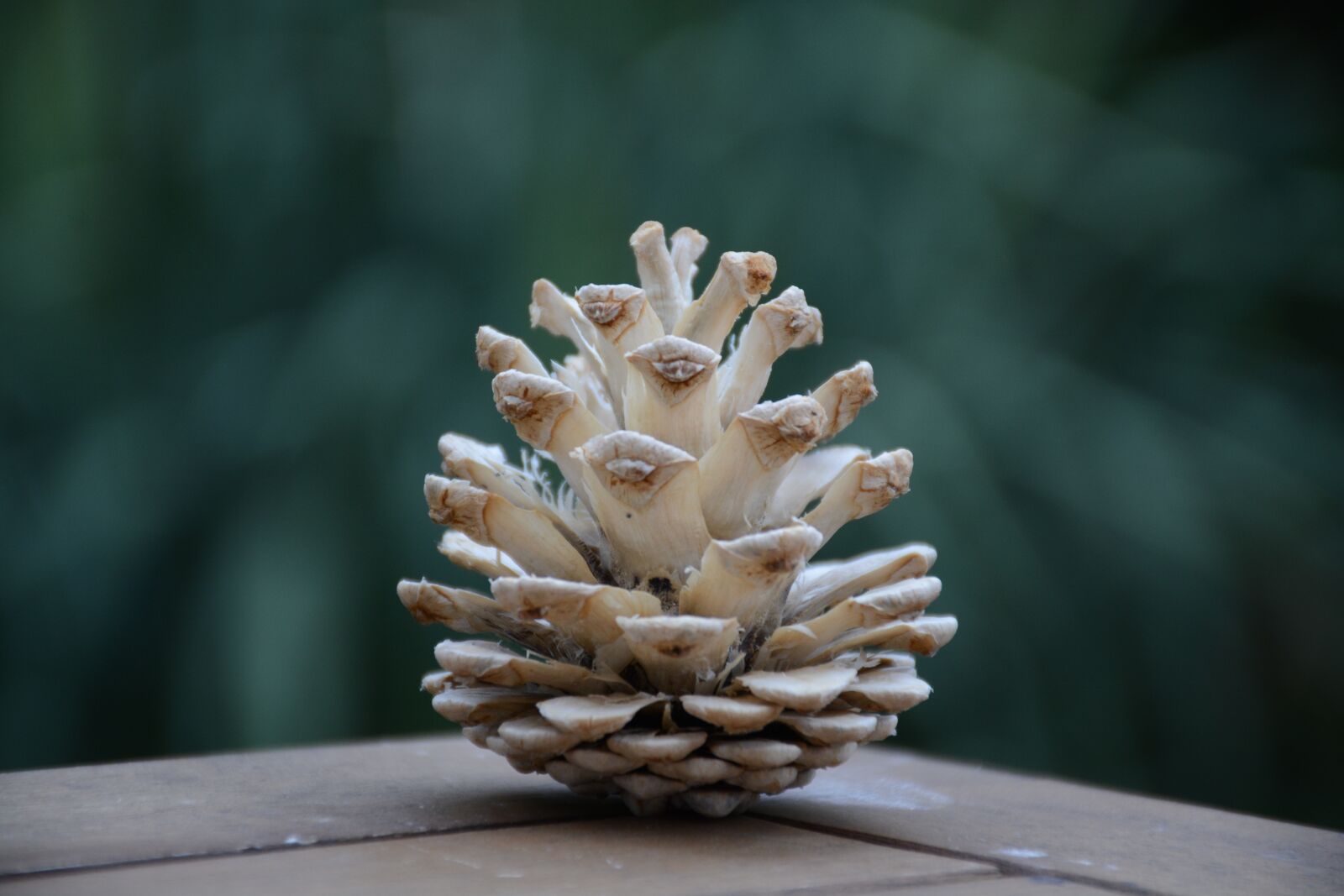 Nikon D7100 sample photo. Cone, white, christmas photography