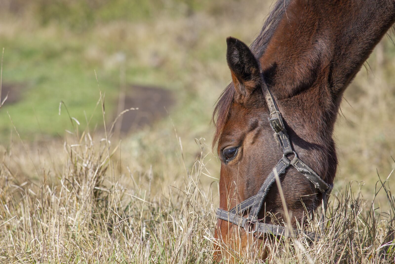 Canon EOS 550D (EOS Rebel T2i / EOS Kiss X4) sample photo. Horse, foal, autumn photography