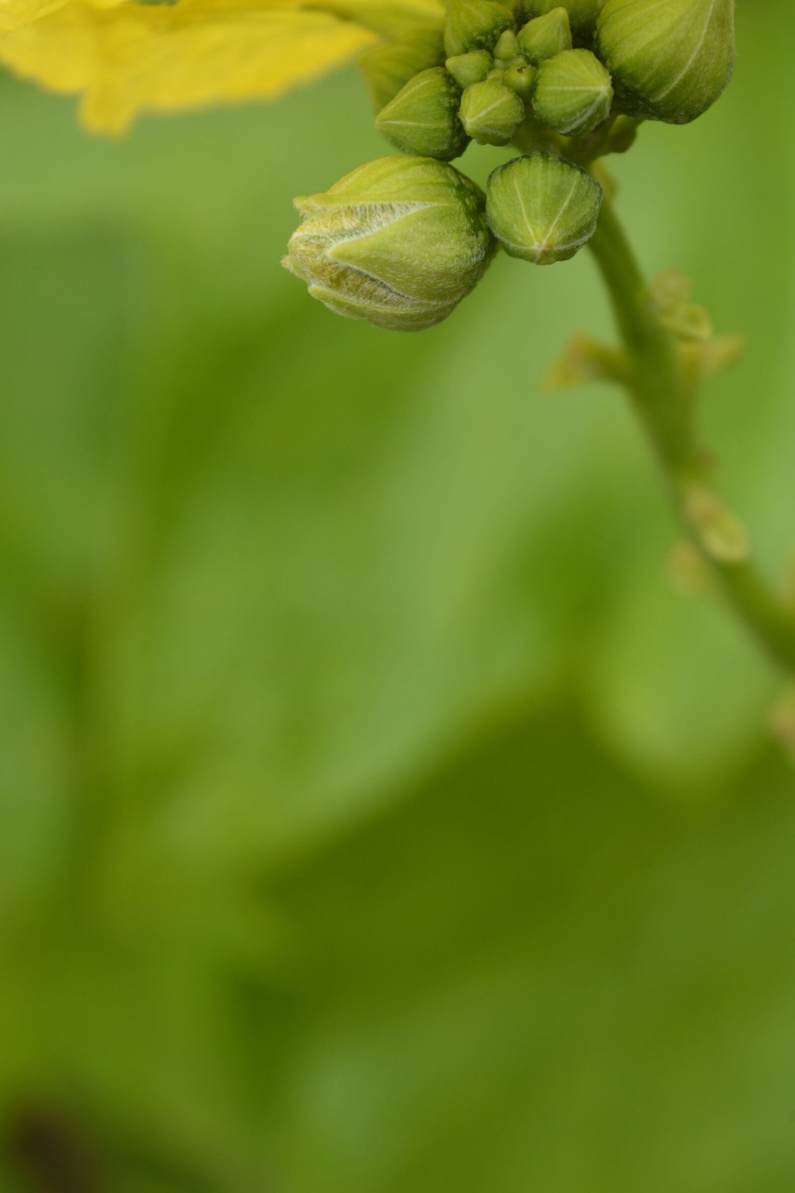 Nikon D5200 sample photo. Green flower, nature, macro photography