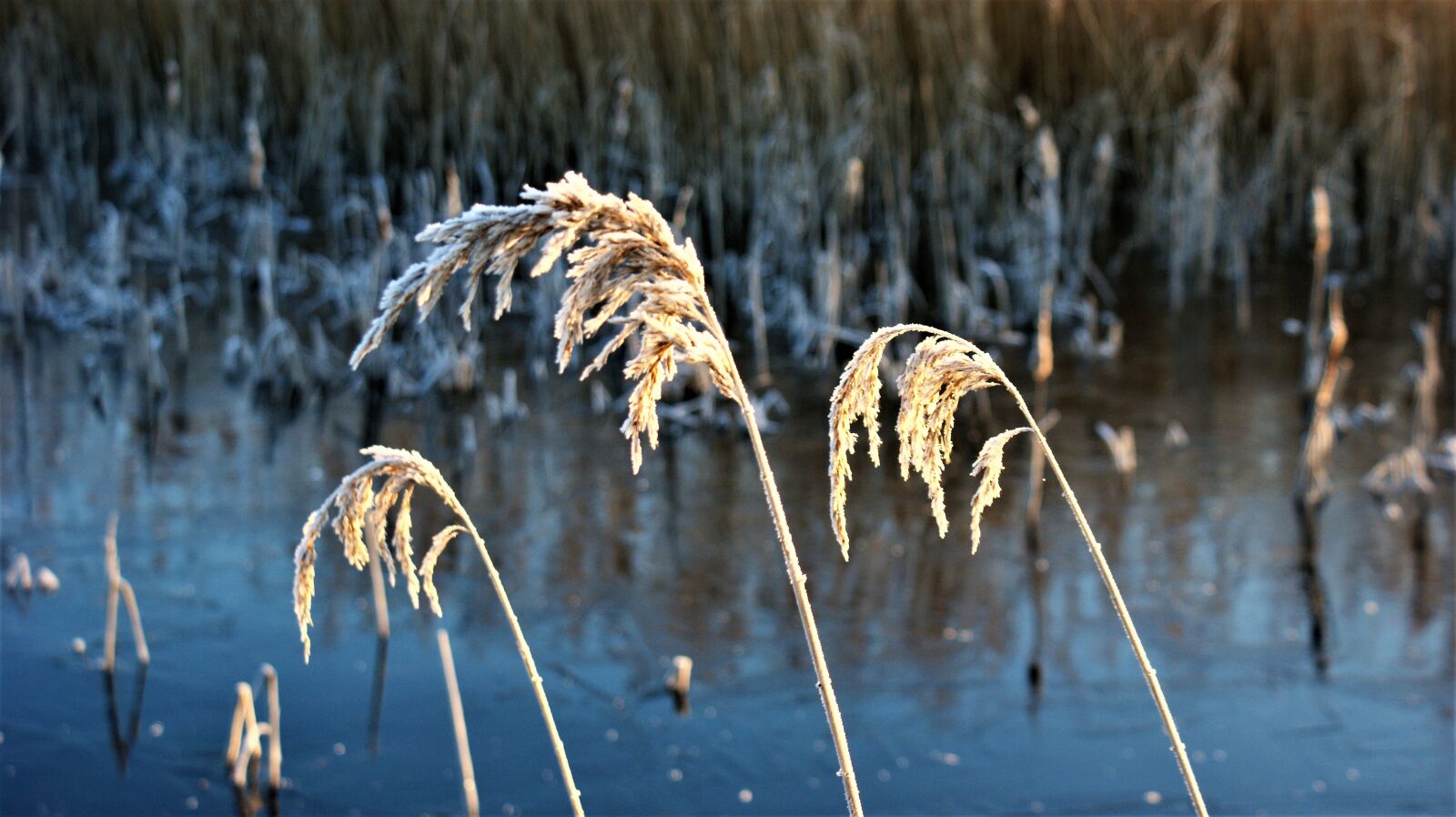 Sony Alpha DSLR-A350 sample photo. Reed, frozen, snow photography