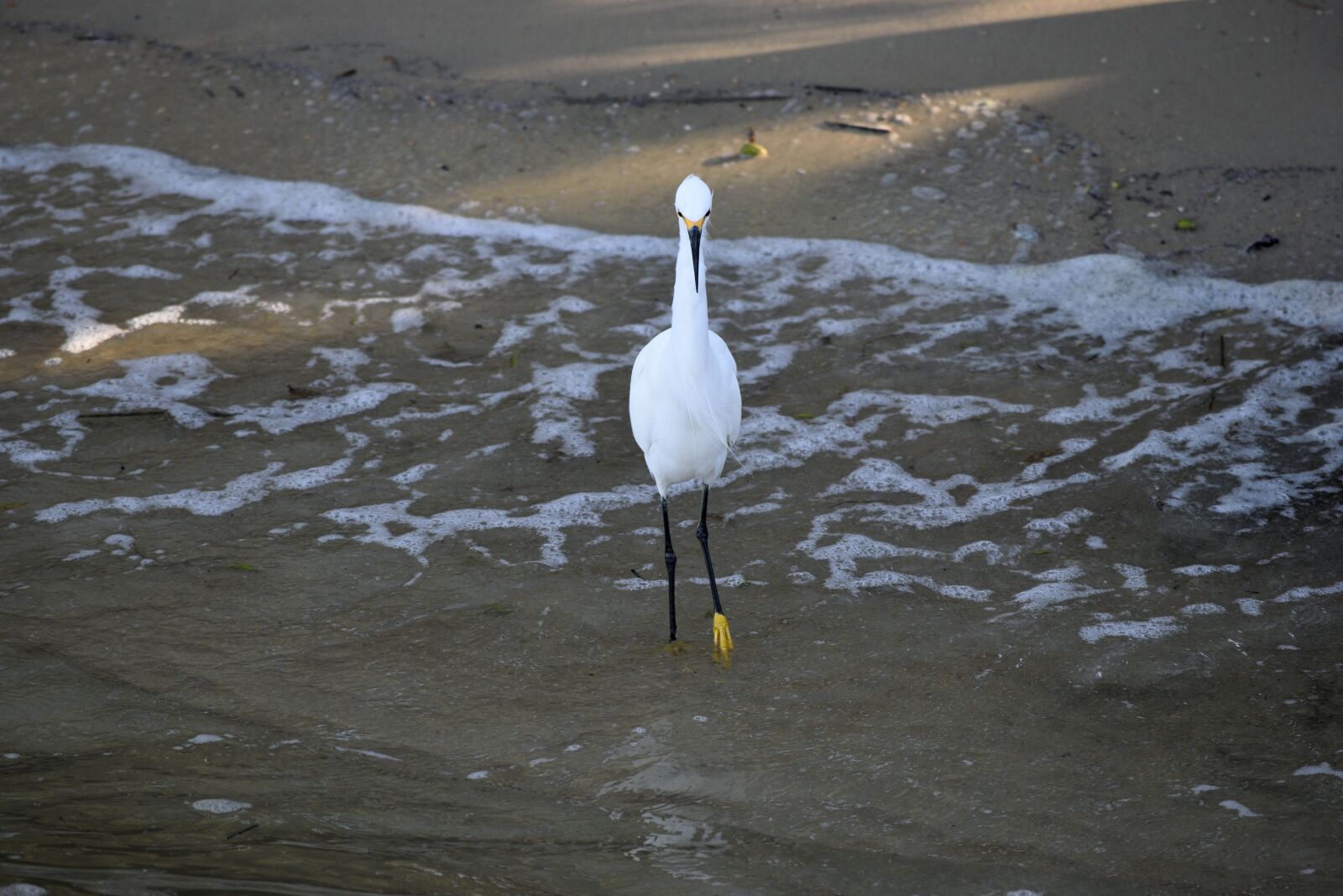 Nikon D3300 sample photo. Snowy white egret, bird photography