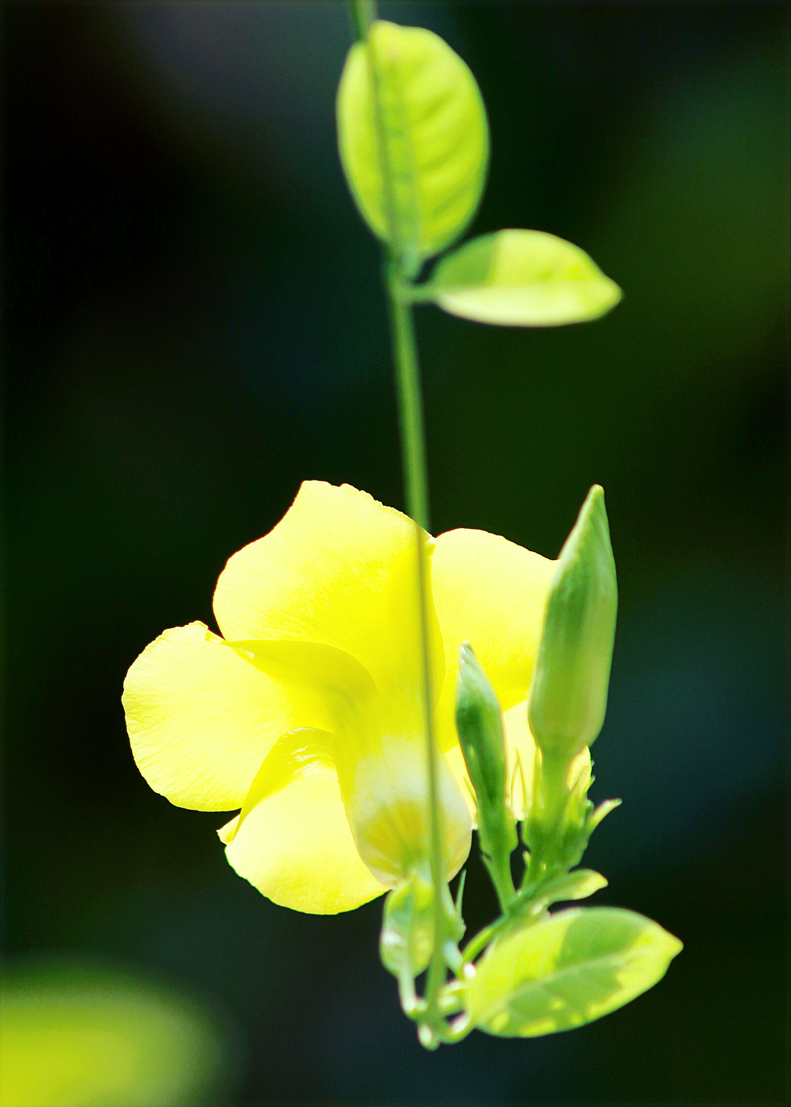 Canon EOS 70D sample photo