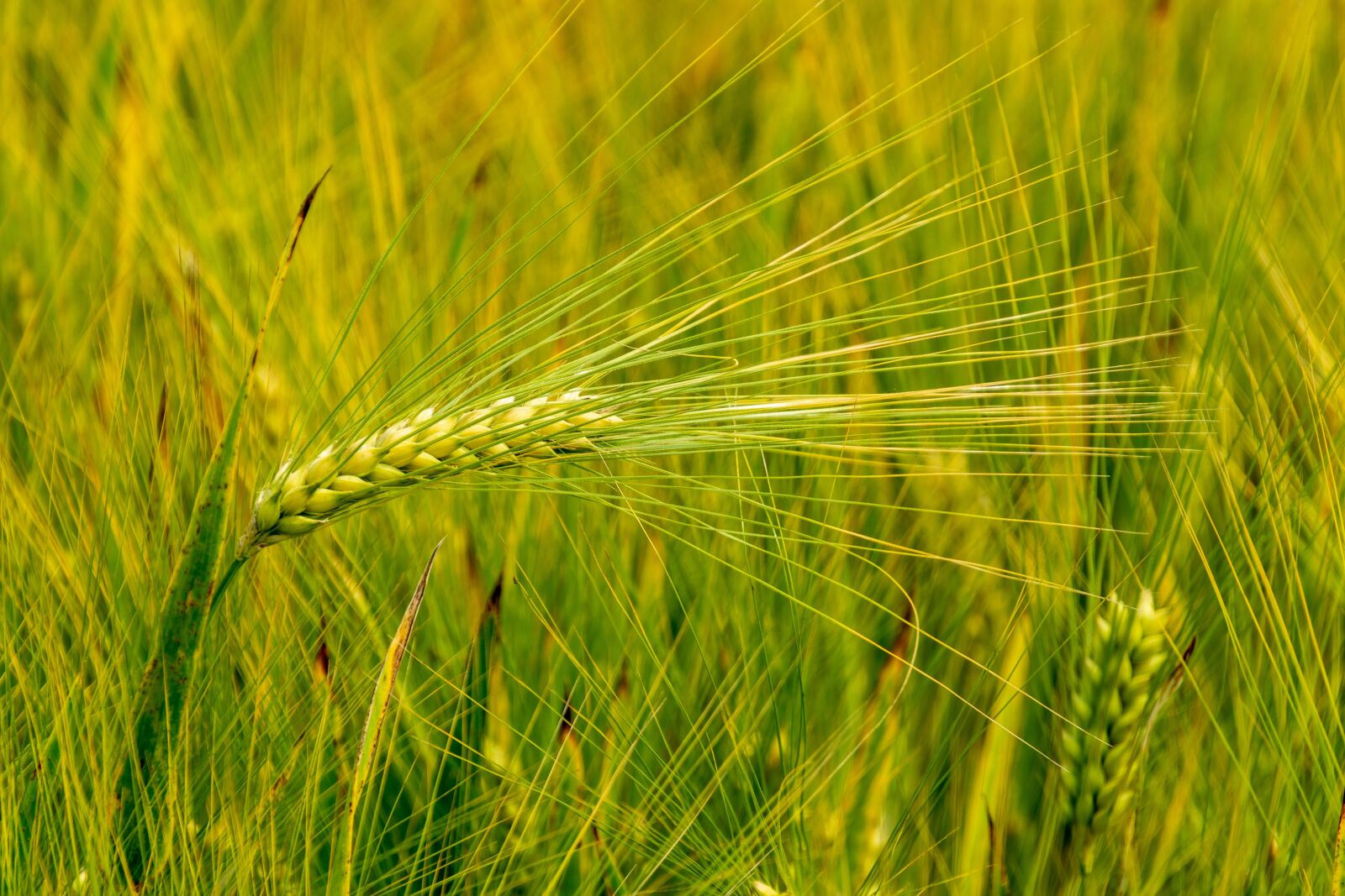 Nikon D7200 sample photo. Fields, barley, thanksgiving photography